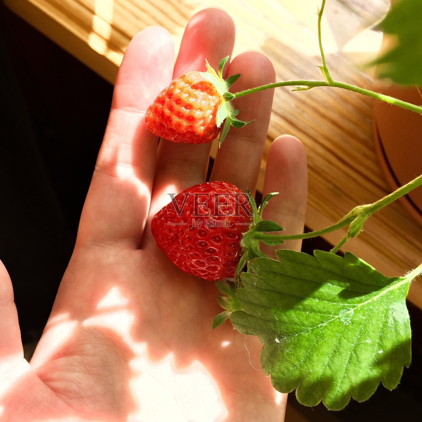 阳台上有花园。照片摄影图片