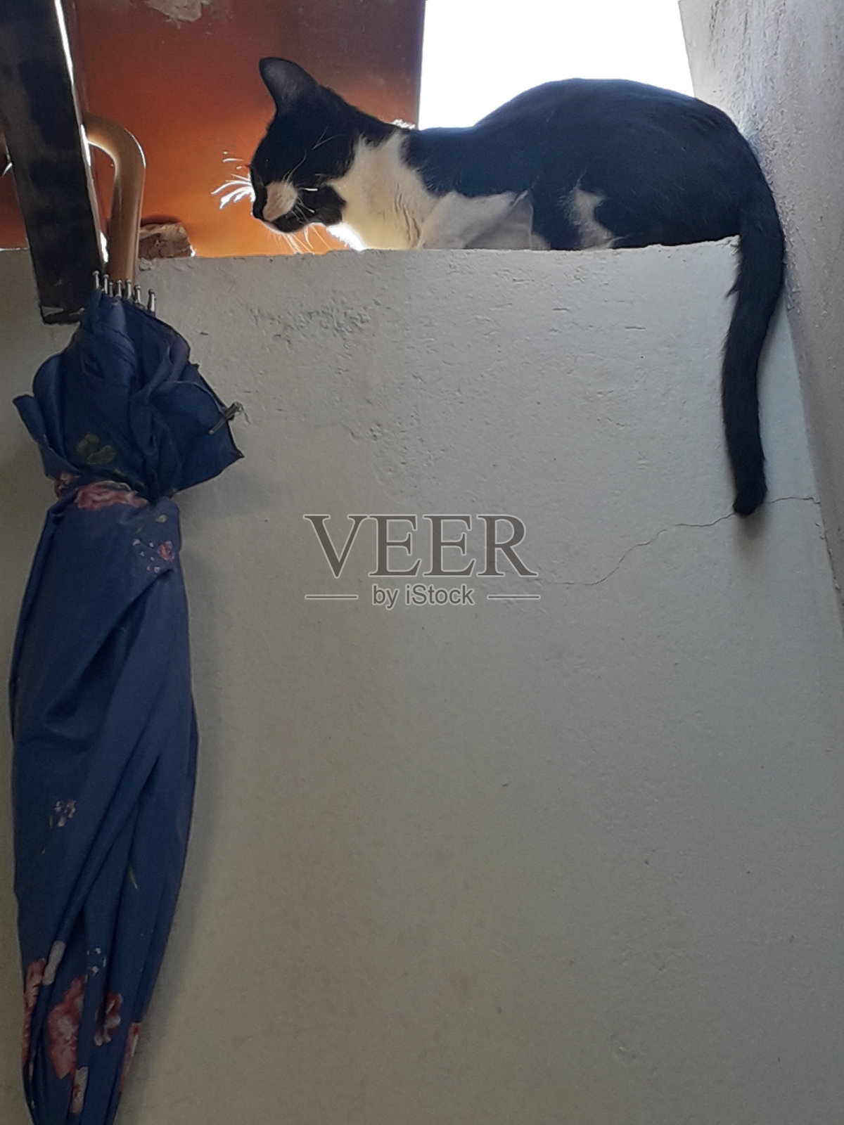 猫照片摄影图片