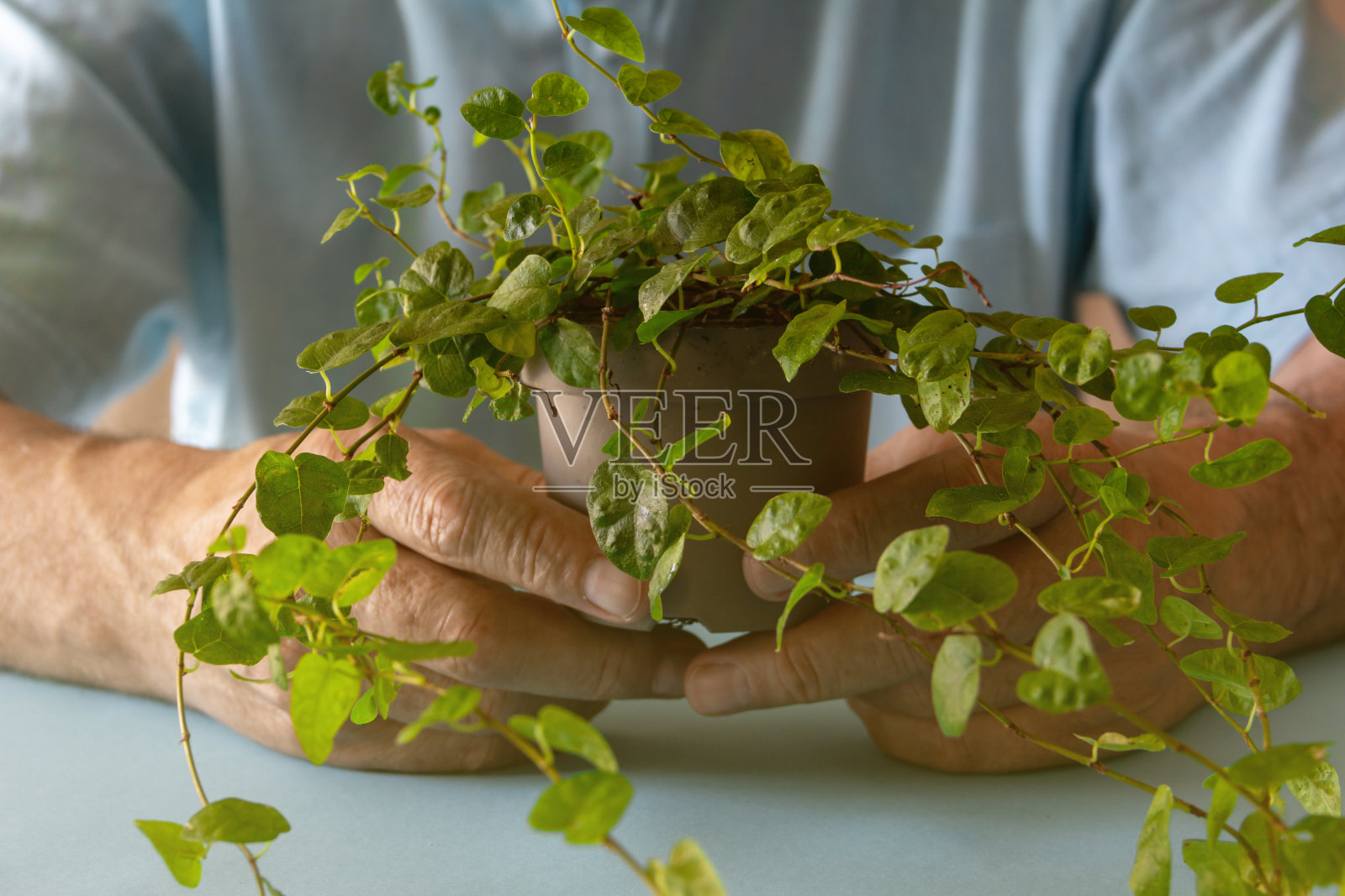 手捧着小绿叶植物。背景。有选择性的重点。照片摄影图片