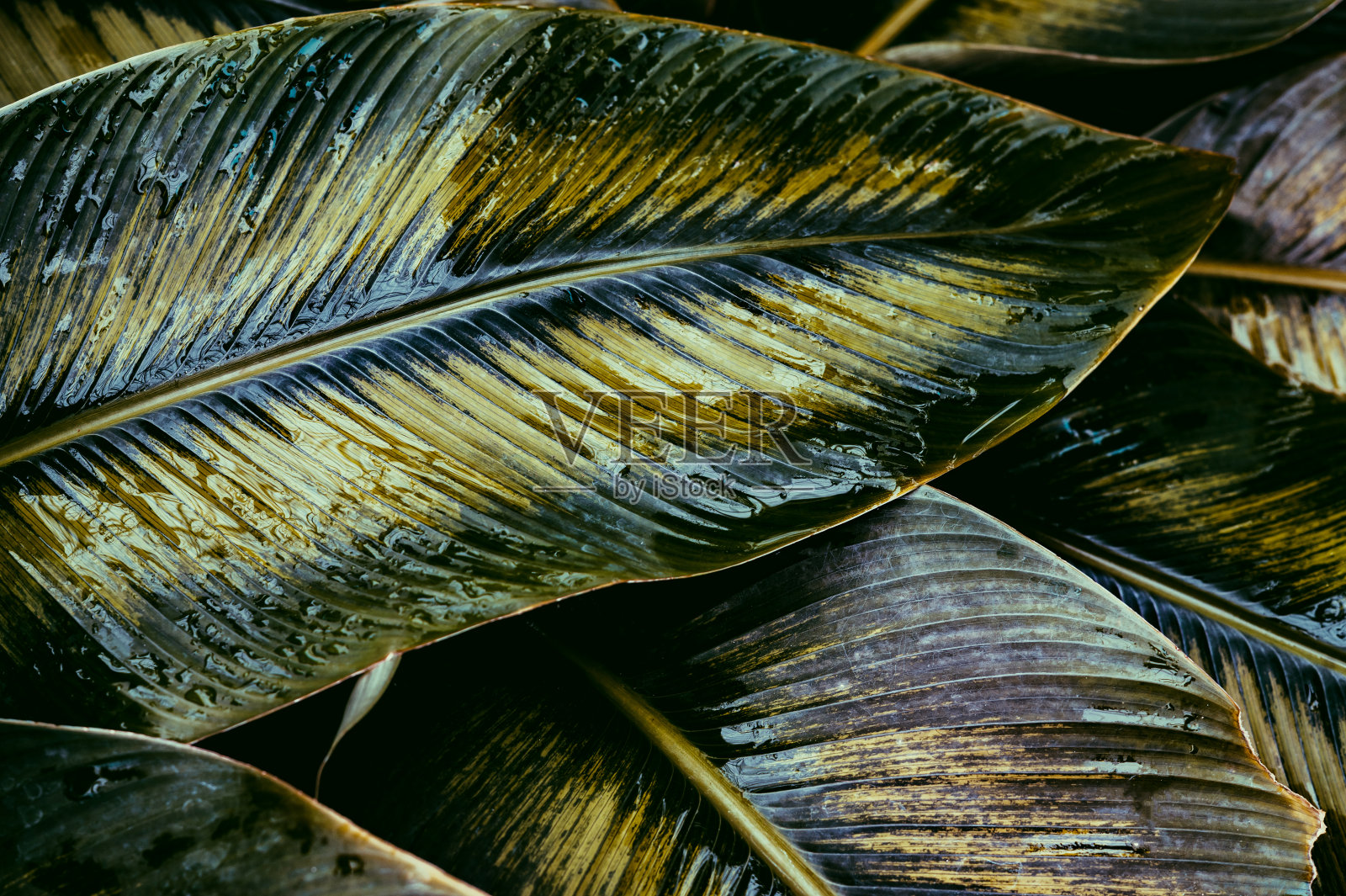 Calathea花式照片摄影图片
