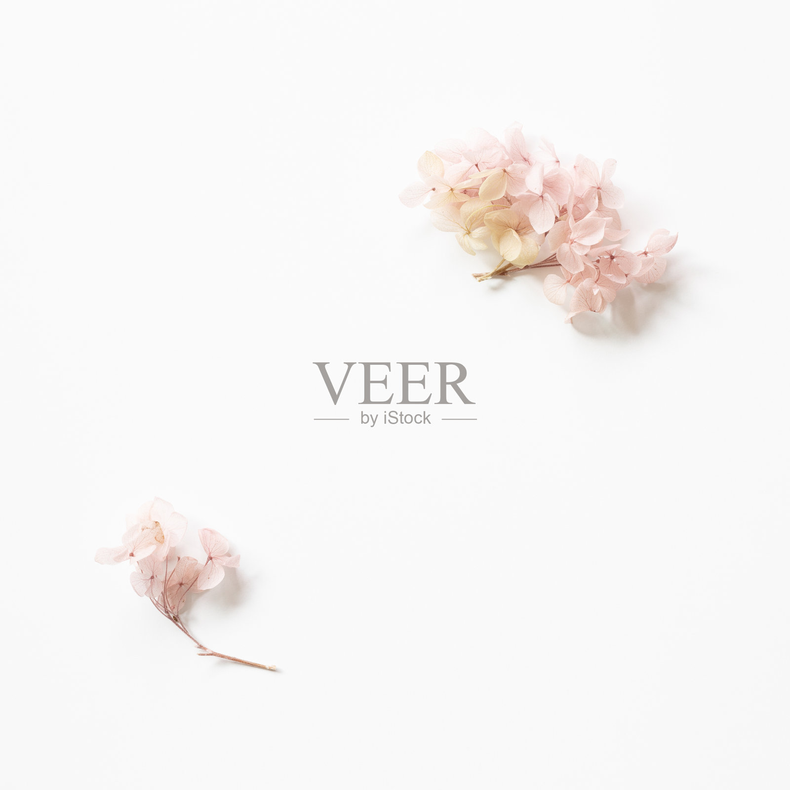 粉红色绣球花框在白色的背景。平铺,俯视图,复制空间照片摄影图片