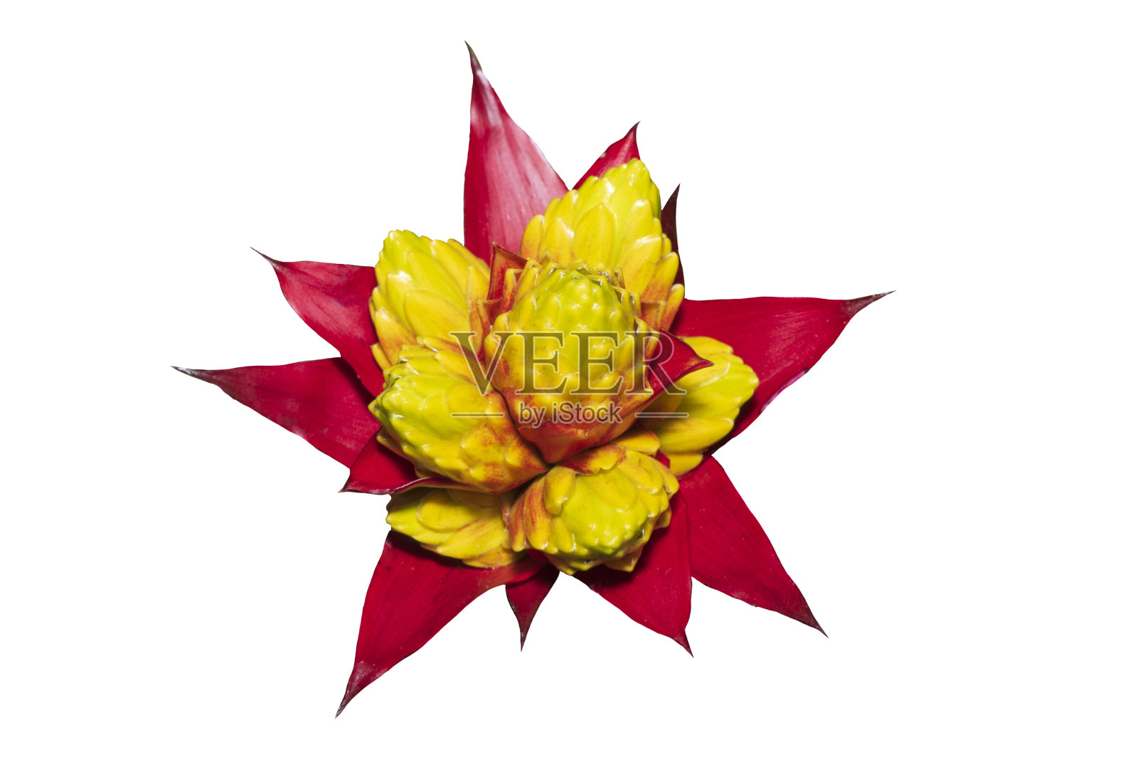 分离在白色背景上的多色凤梨科植物。剪切路径。照片摄影图片