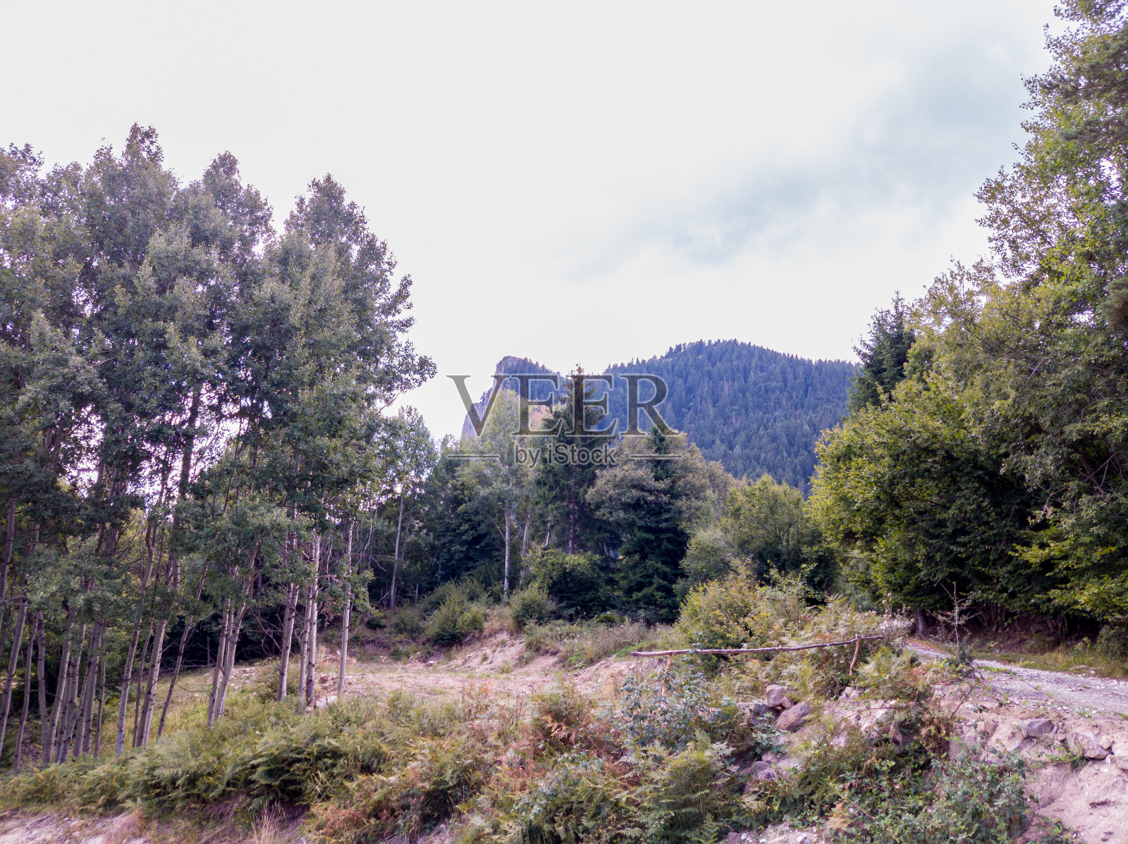 看小路附近的树和云照片摄影图片