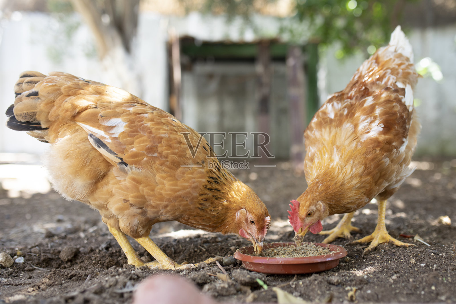 在农场院子里喂养的家禽照片摄影图片
