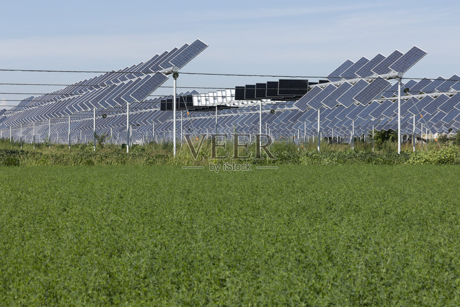 农业伏尔泰奇照片摄影图片