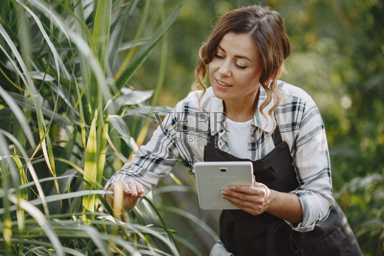 在温室里工作的女人照片摄影图片