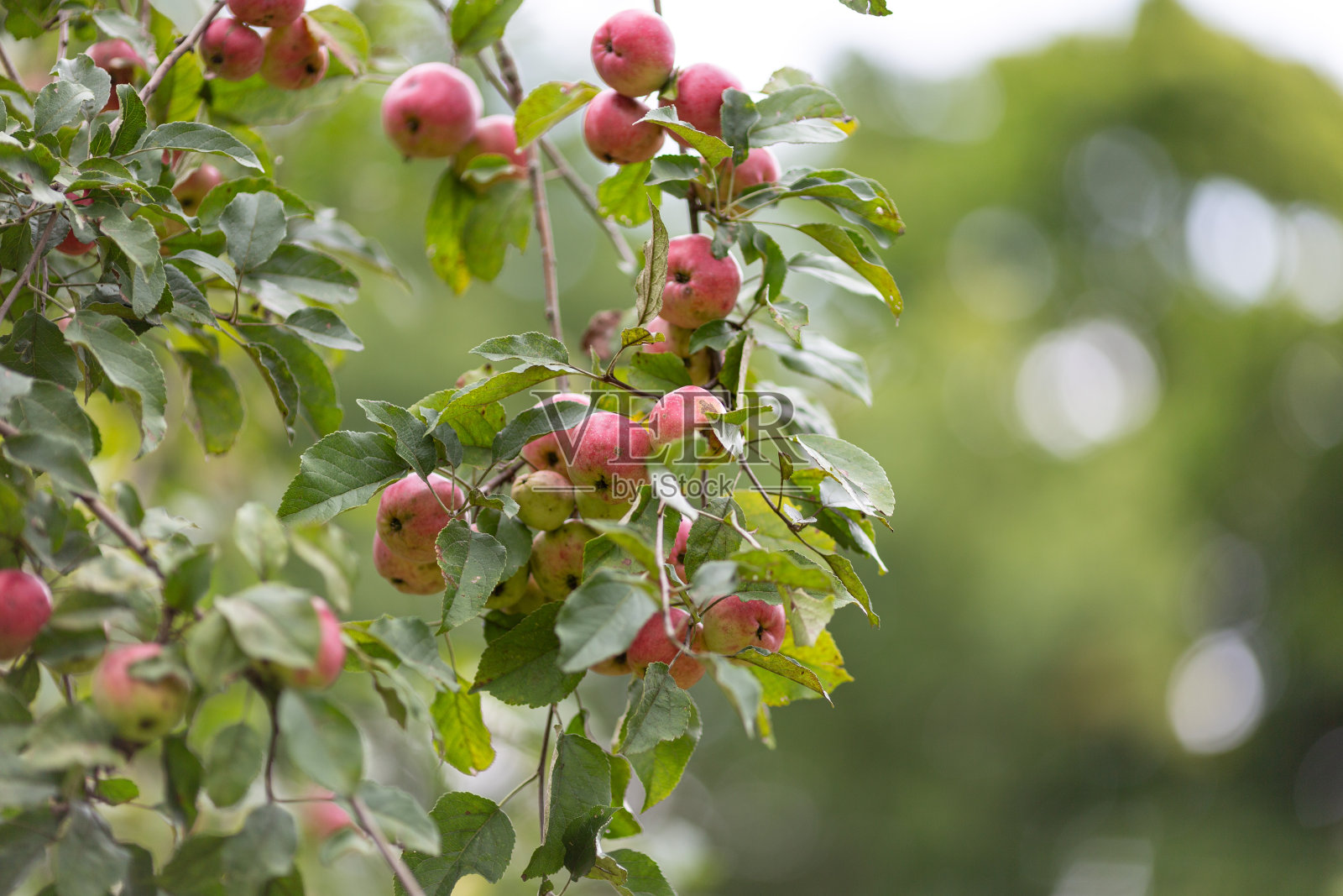 苹果树照片摄影图片