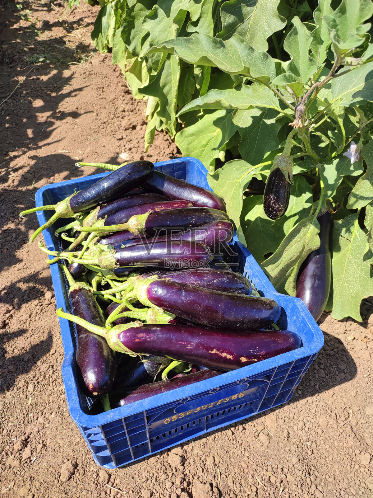 新鲜的茄子放在篮子里照片摄影图片