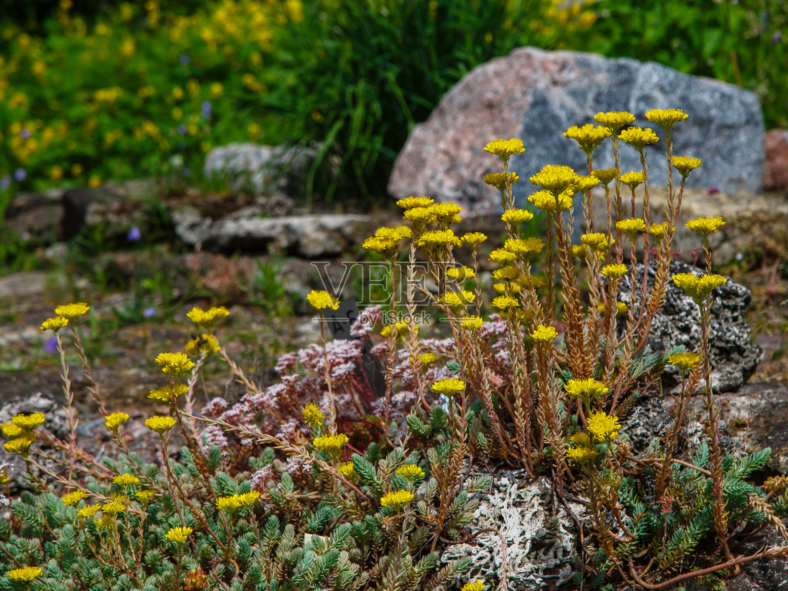 景天草(Sedum reflexum)或景天草(Sedum rupestre),又名景天草(refxed stonecrotem)、景天草(Jenny's stonecrotem)、蓝石竹(blue stonecrotem)、石竹(stone orpine)、仙人掌夫人(仙人球)和翠夫人(trip-madam),是景天科多年生多肉开花植物照片摄影图片