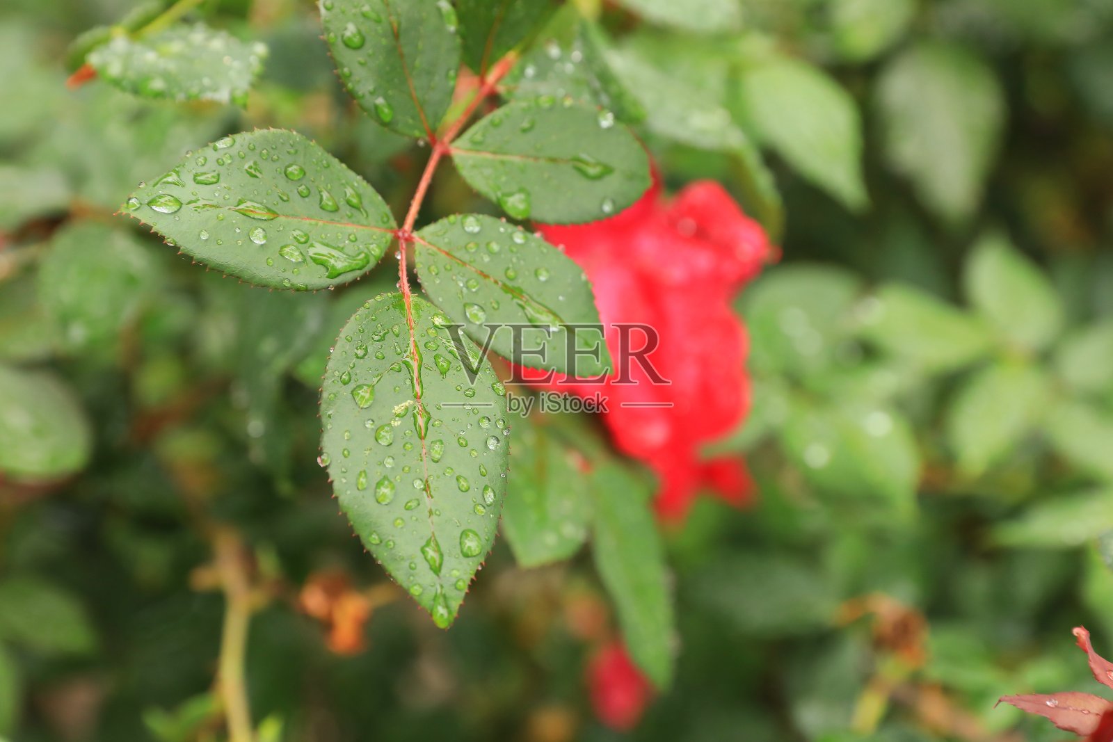 雨滴照片摄影图片