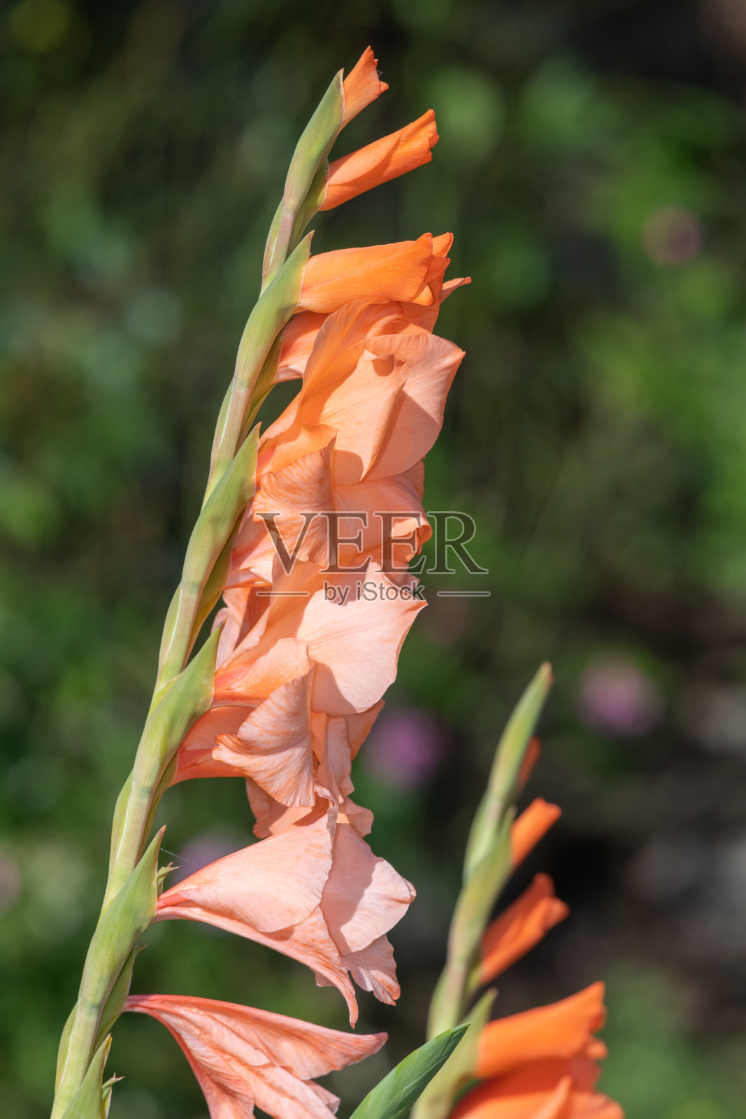 剑兰花照片摄影图片