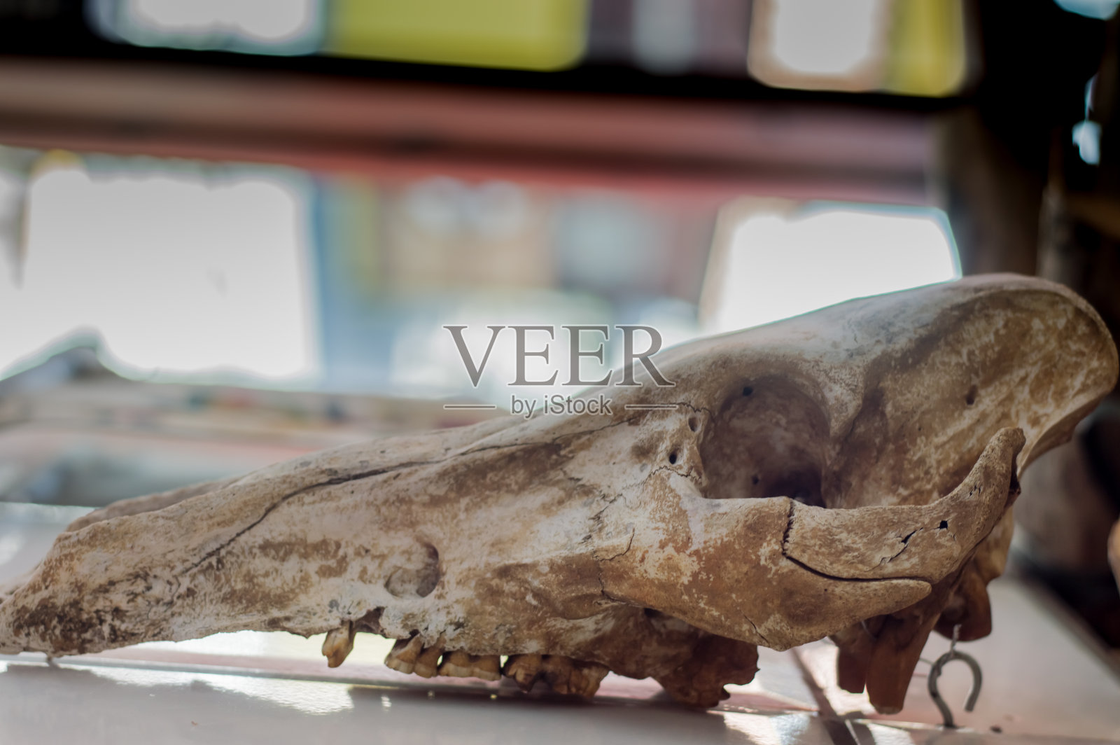 白墙上挂着野猪头骨照片摄影图片