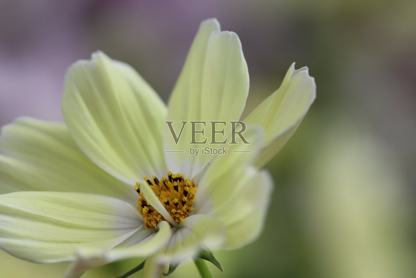 非常漂亮的淡黄色宇宙花。照片摄影图片