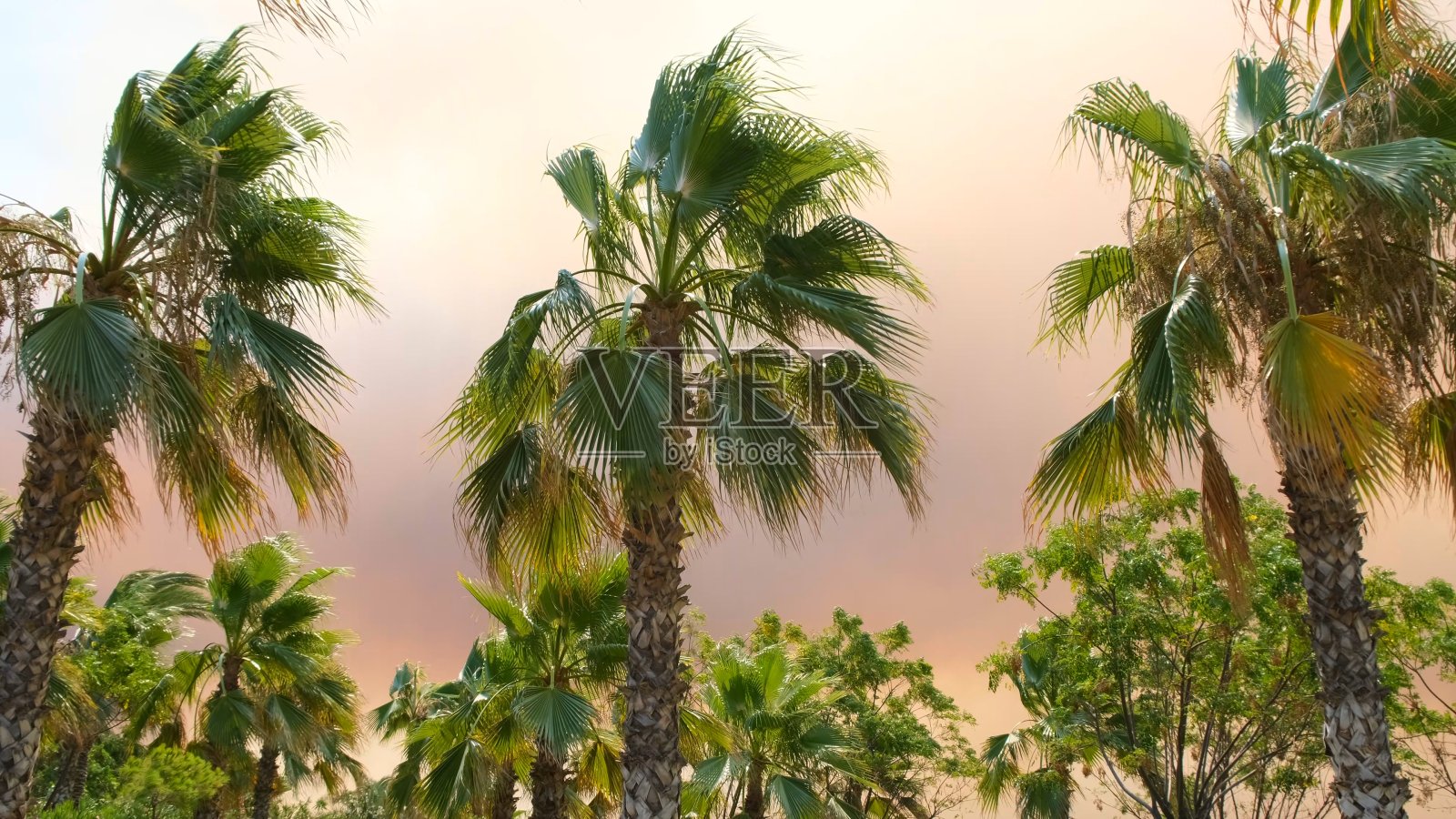 在棕榈树的映衬下,篝火在夕阳的映衬下冒着巨大的橙色烟雾和火焰。奇异的看。森林火灾造成环境污染的概念照片摄影图片