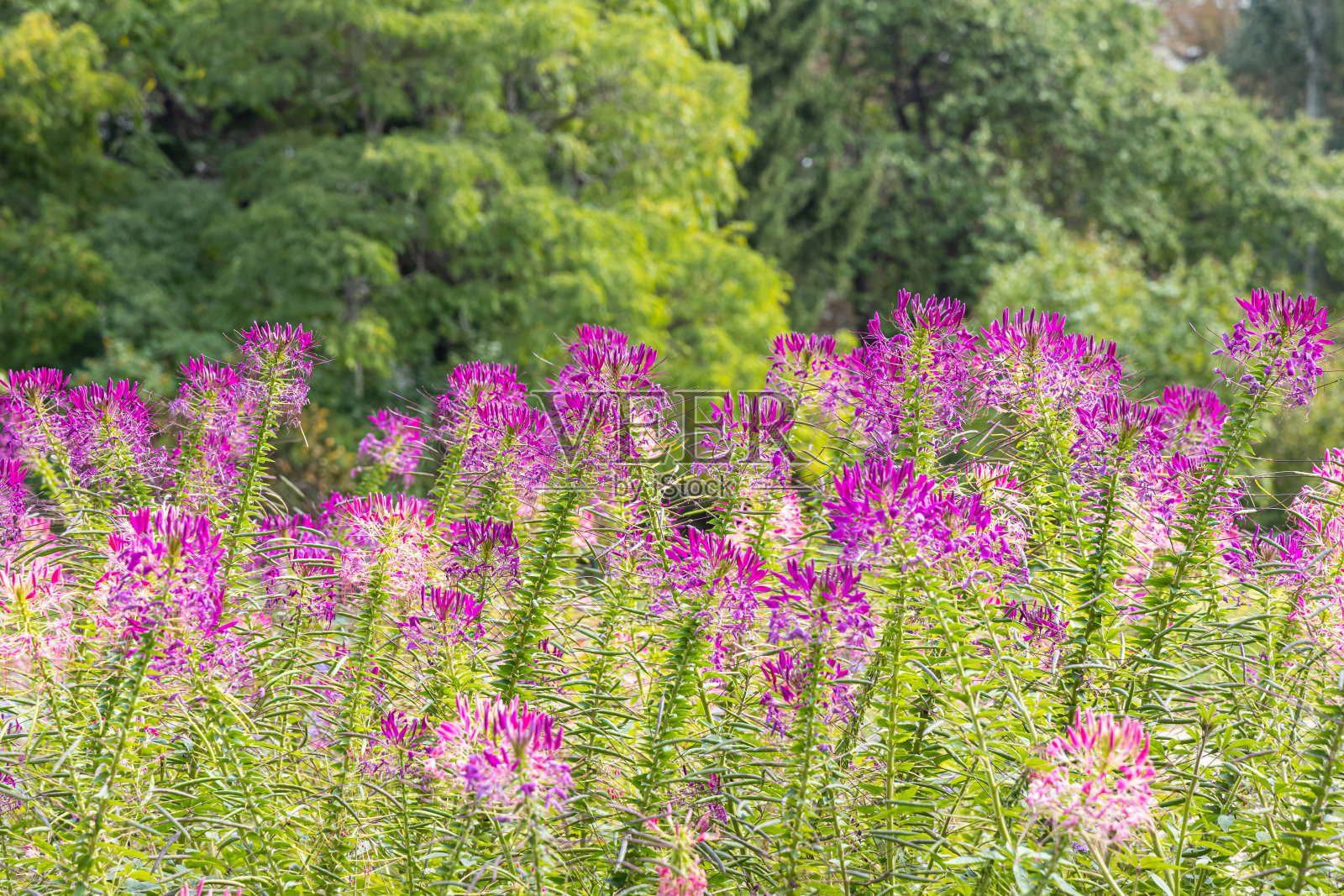 一组紫色和红色的花,或Spinnenblume或Cleome spinosa是在绿色模糊的背景上照片摄影图片