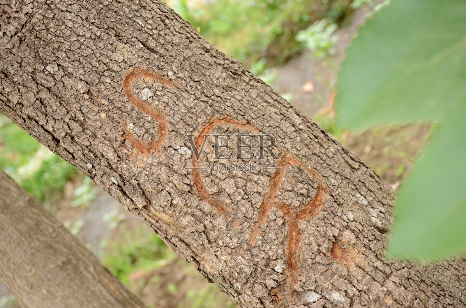棕色的树写的社会合作责任的概念,超过焦点的绿色背景。照片摄影图片