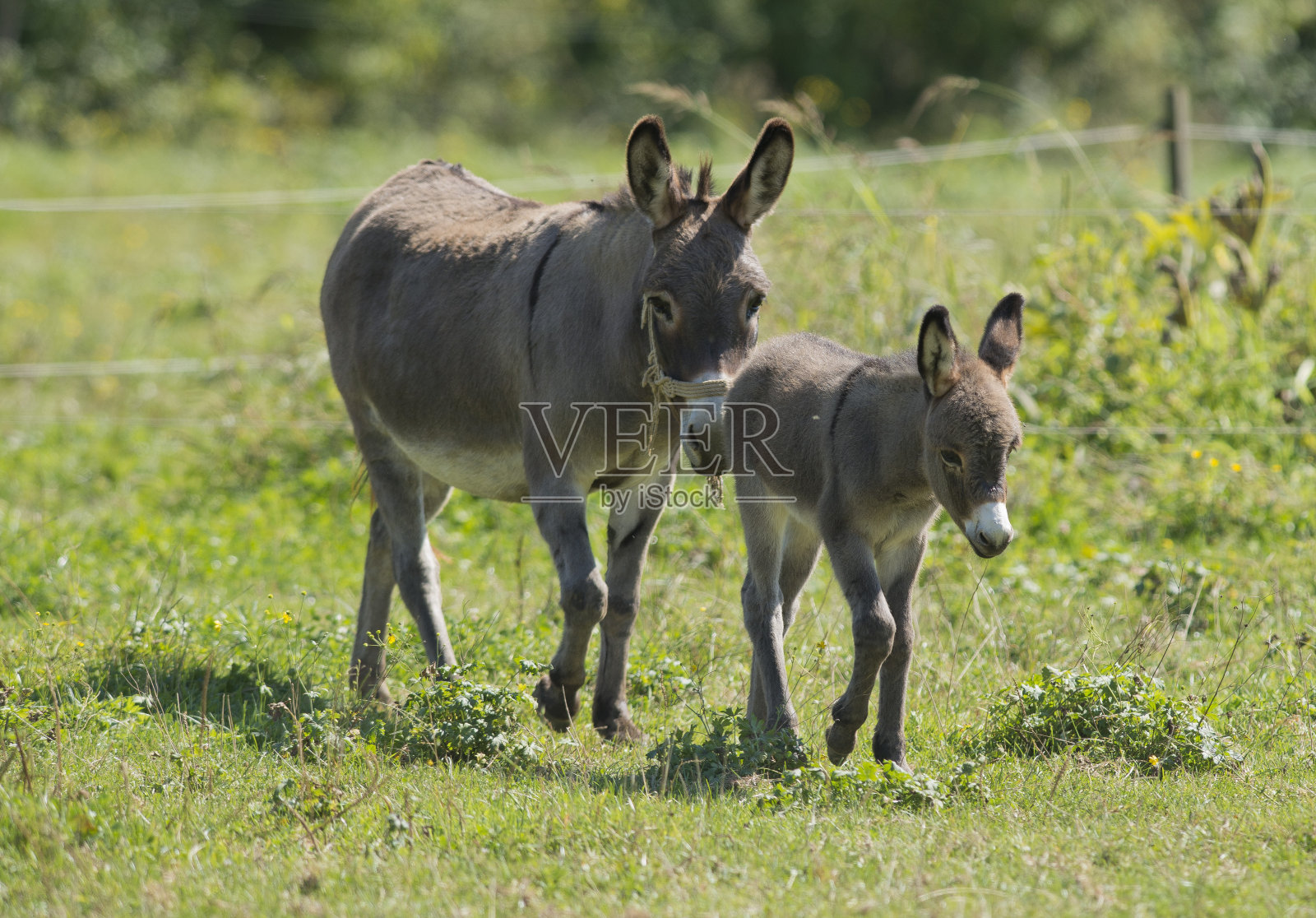 驴妈妈和儿子在草地上照片摄影图片