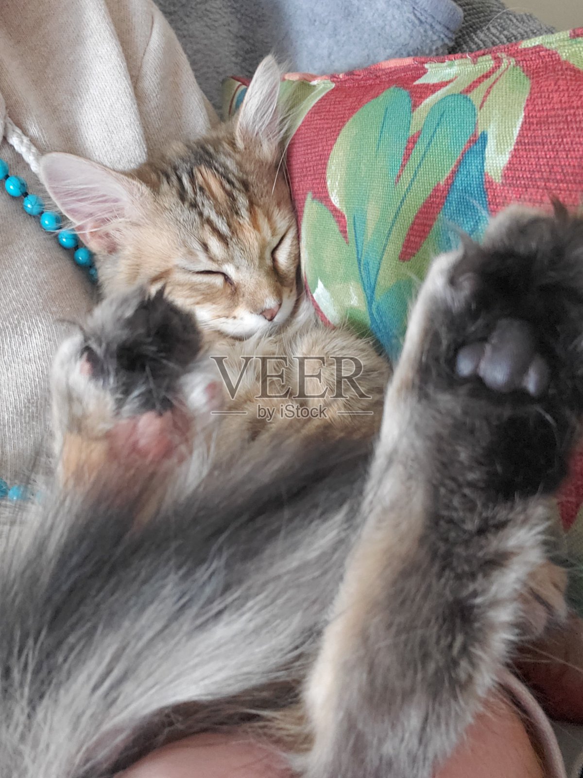 沉睡的猫照片摄影图片