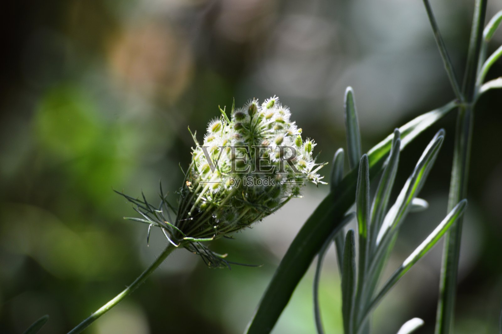 植物的小种子在阳光下照片摄影图片