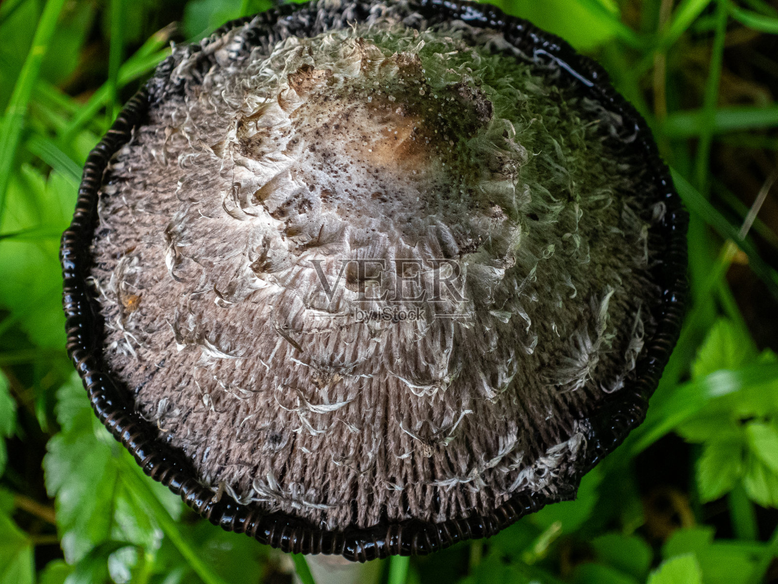 在公园里看蘑菇照片摄影图片