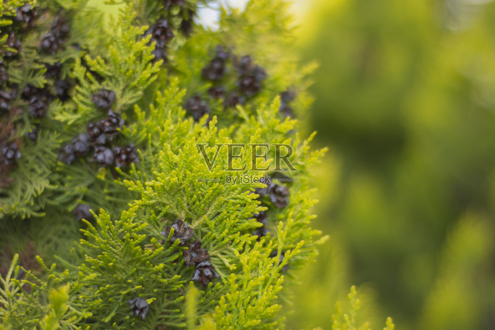 柠檬树柏树照片摄影图片