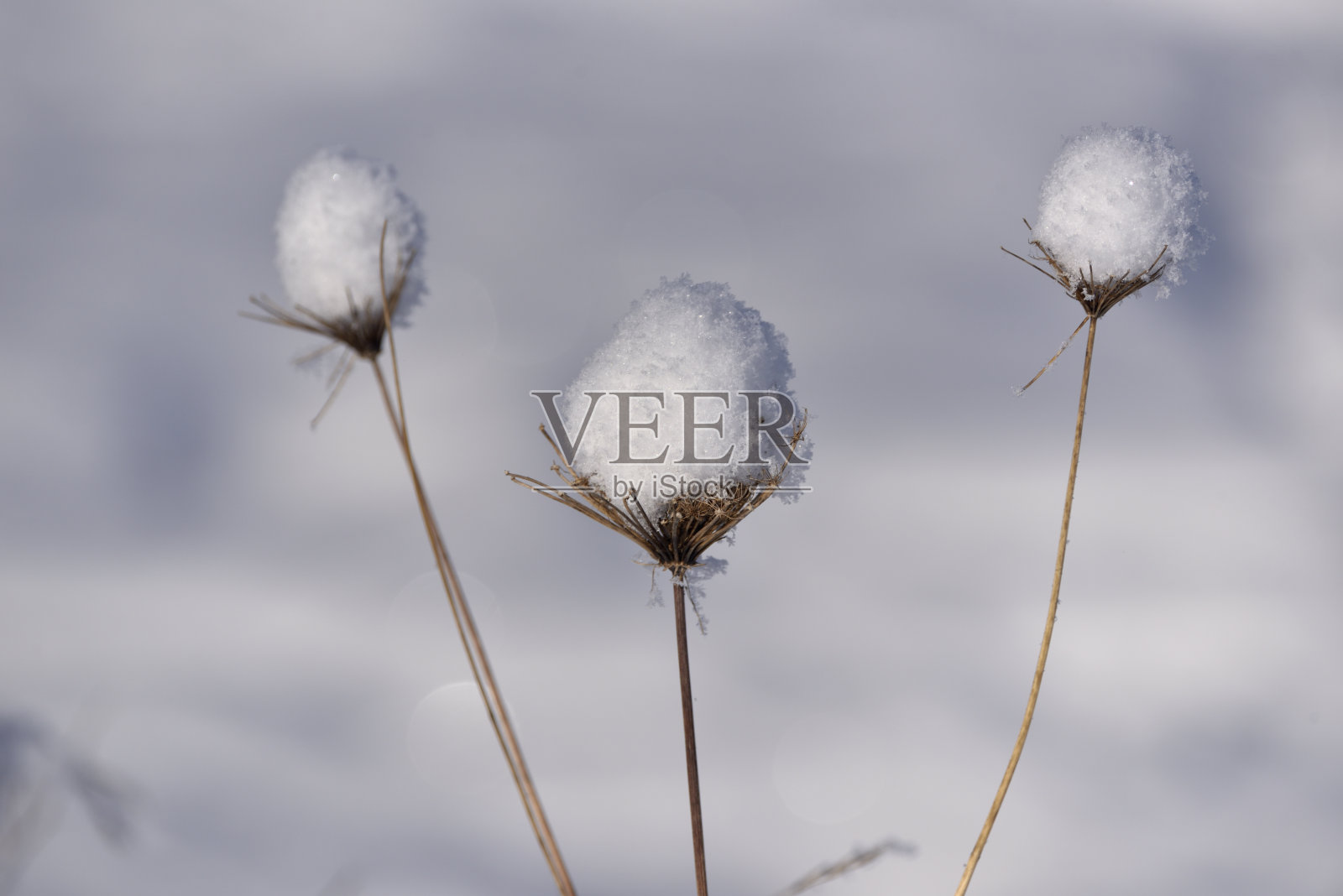 冬季干燥植物照片摄影图片