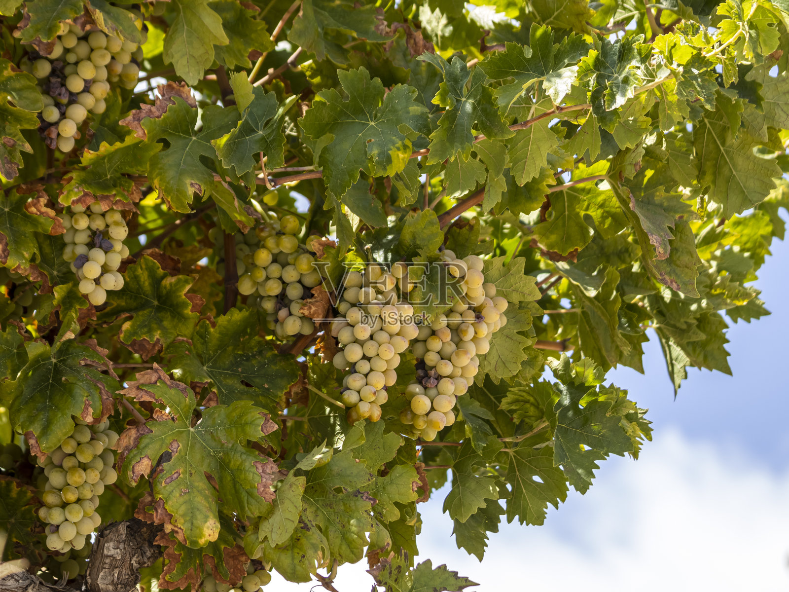 葡萄藤上一串串成熟的葡萄照片摄影图片