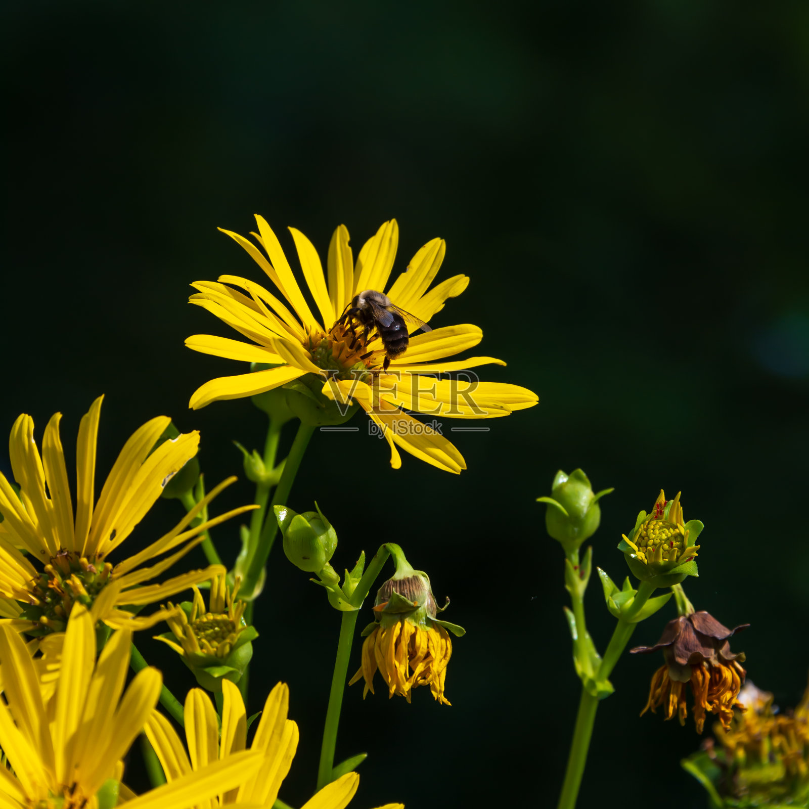 一只蜜蜂在黄色的野花上劳作。照片摄影图片