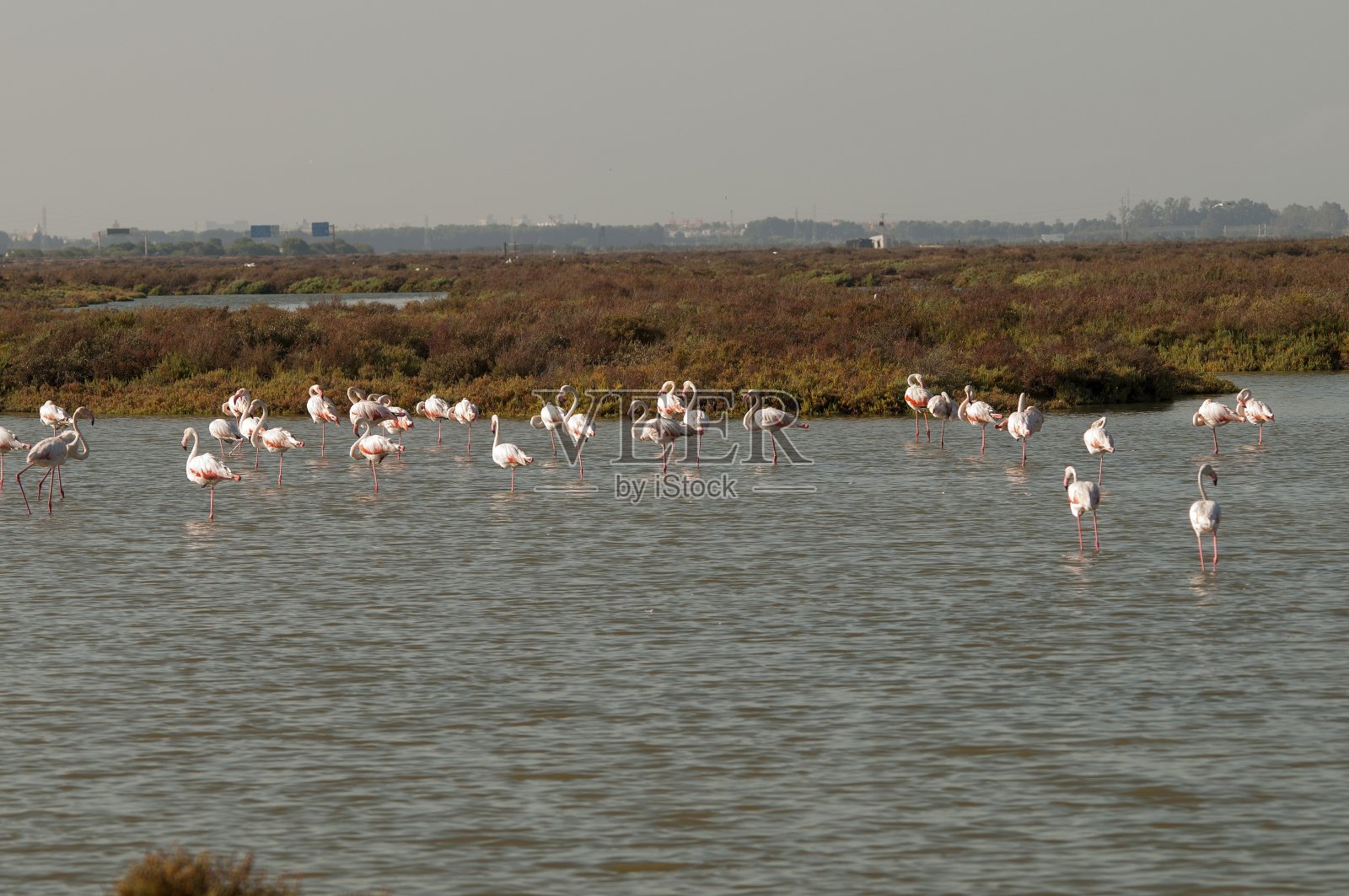 在自由和环境中的鸟儿。照片摄影图片