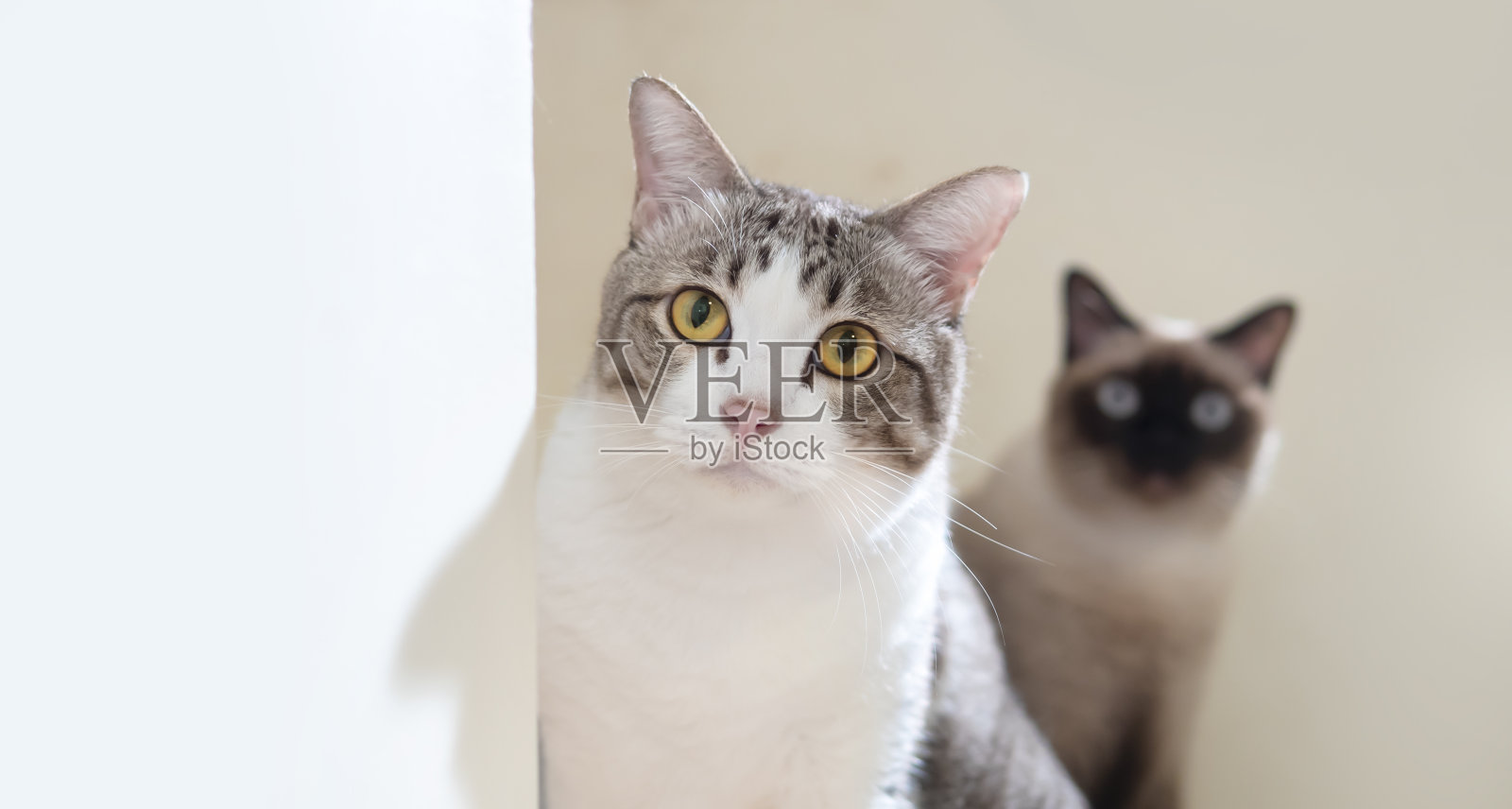 两只猫好奇地看着相机照片摄影图片