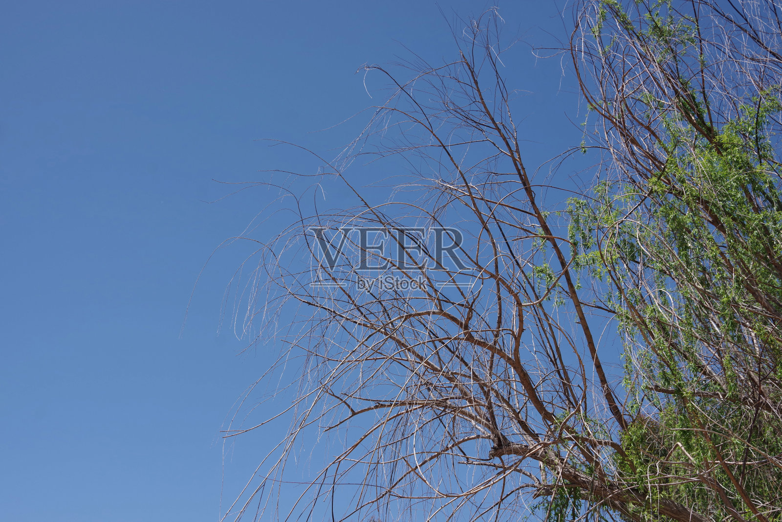 对半树照片摄影图片