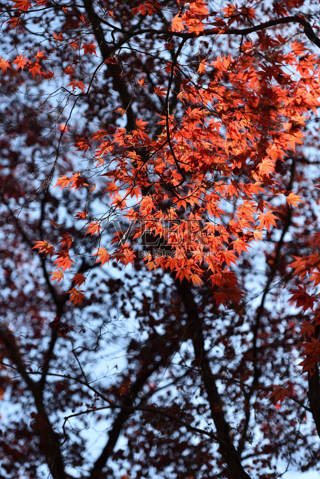 蓝天红叶照片摄影图片