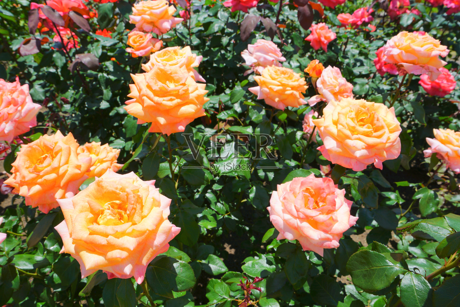 日本新泻县长冈市玫瑰花园照片摄影图片