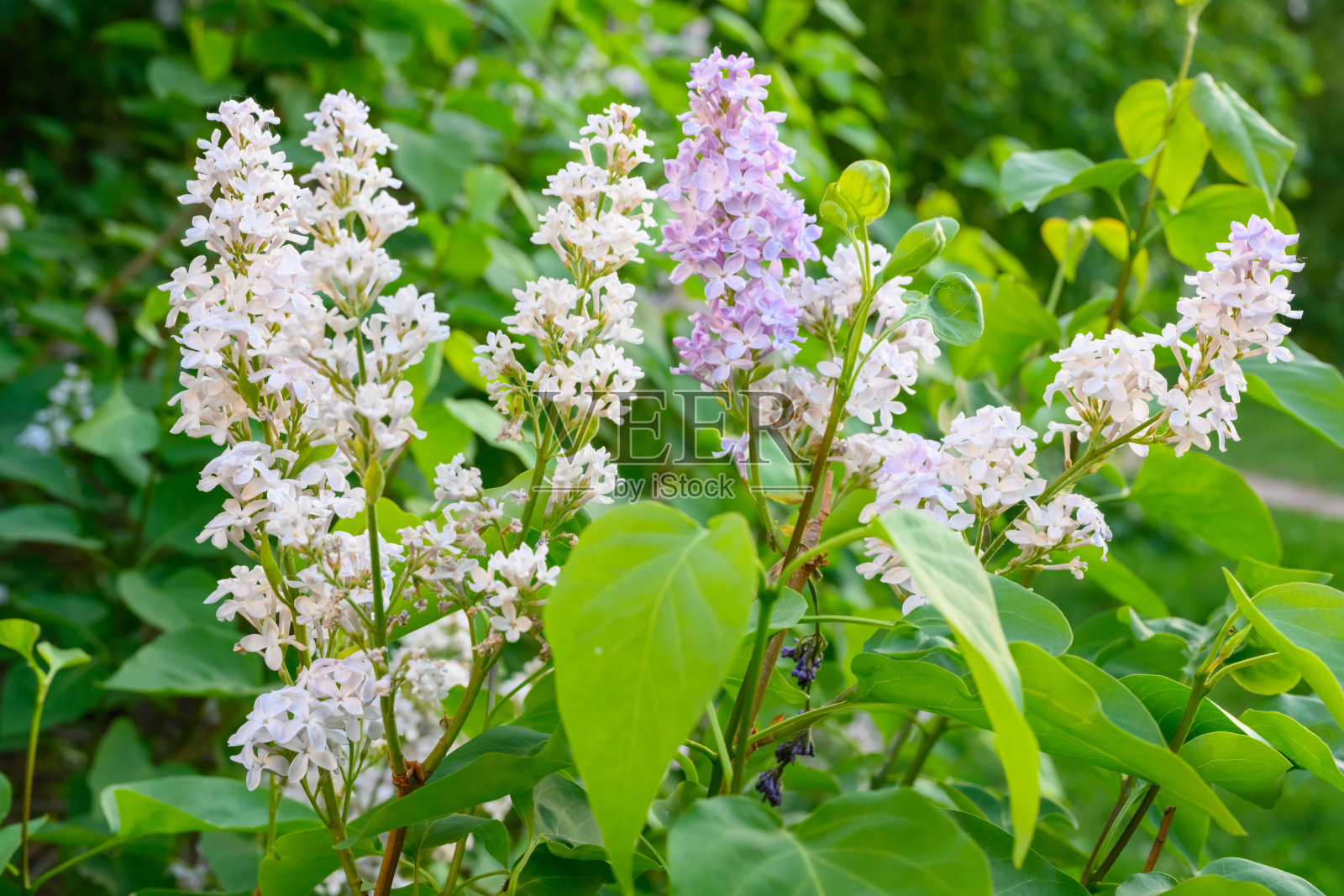 春天盛开的鲜花。紫丁香树开着美丽的花。春天的概念。花园里树上丁香的枝条。照片摄影图片