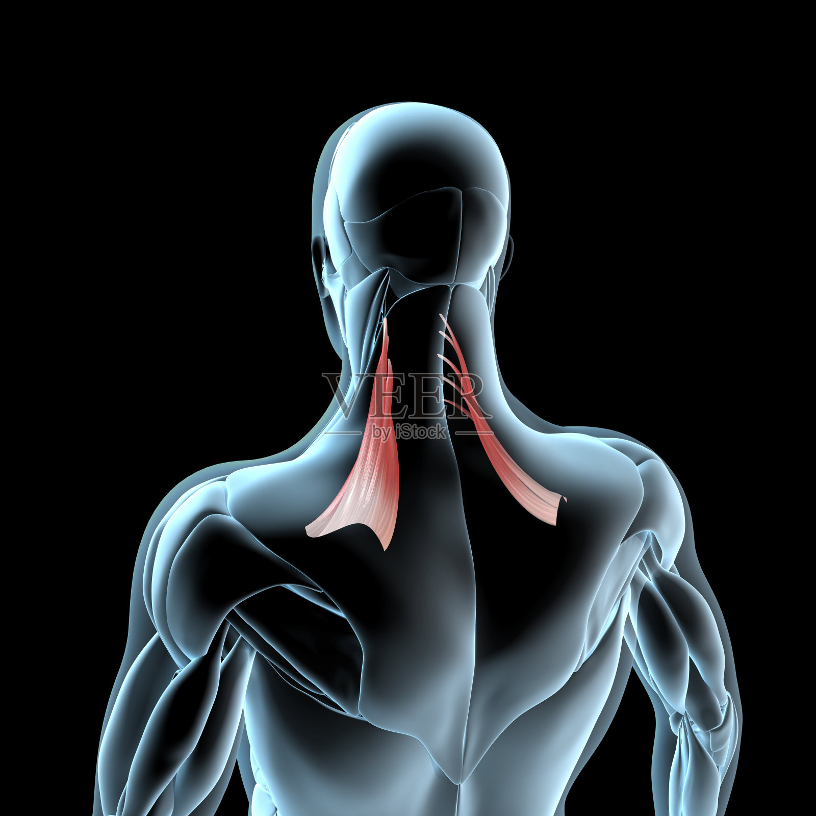 提肩胛肌在x线肌肉组织的3d插图照片摄影图片