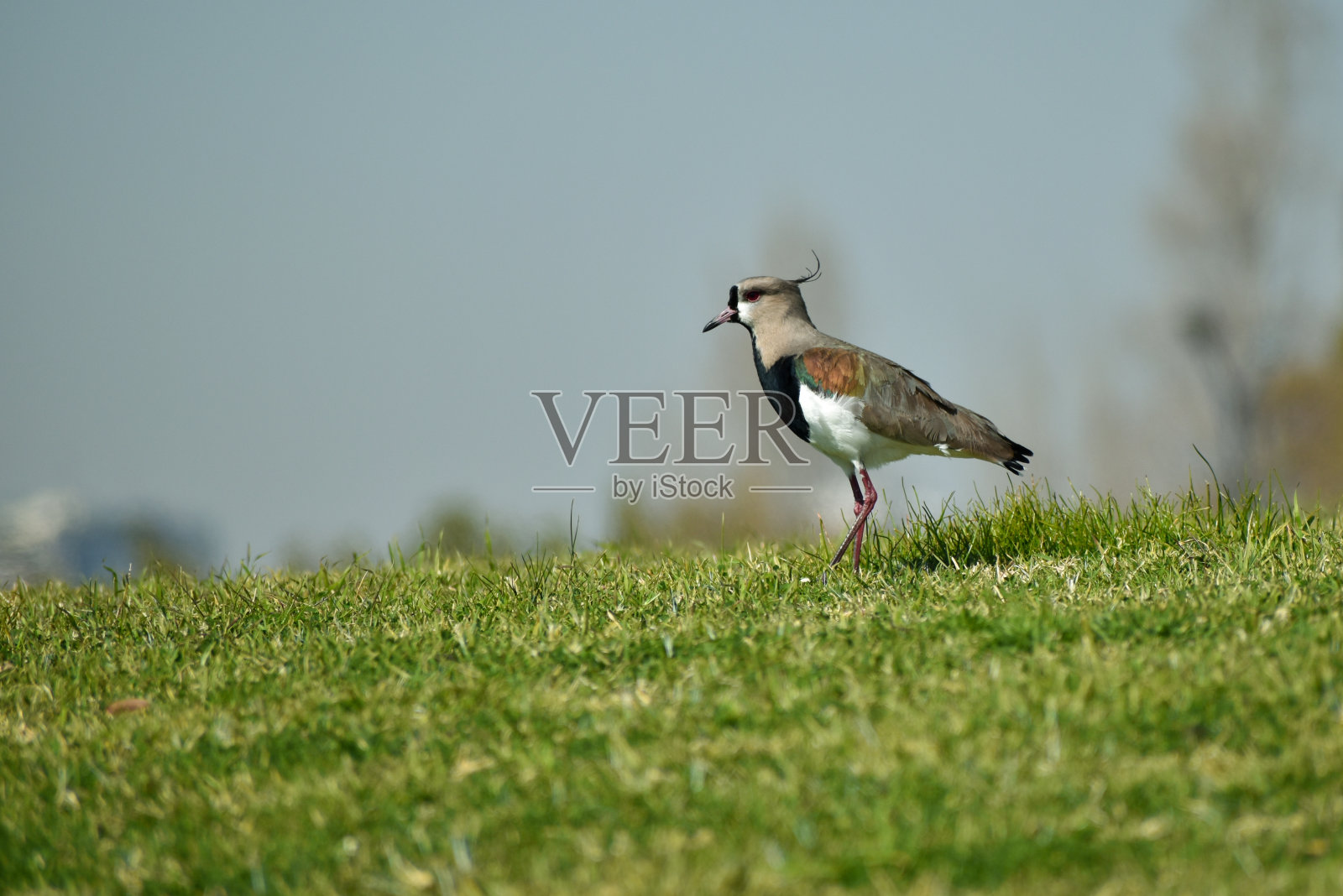 南田凫(Vanellus chilensis)在地面上照片摄影图片