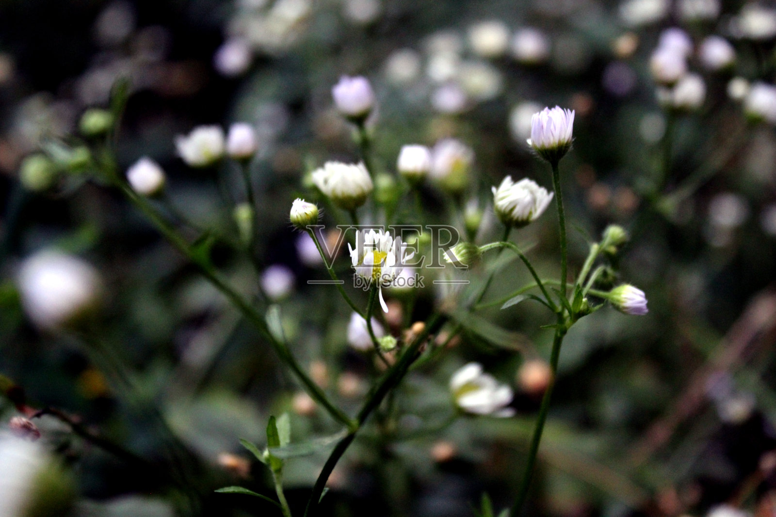 在绿草的背景下,森林里有一株古老的、褪色的、枯萎了的、小花瓣和大绿茎的洋甘菊。大草原的夏末气氛照片摄影图片
