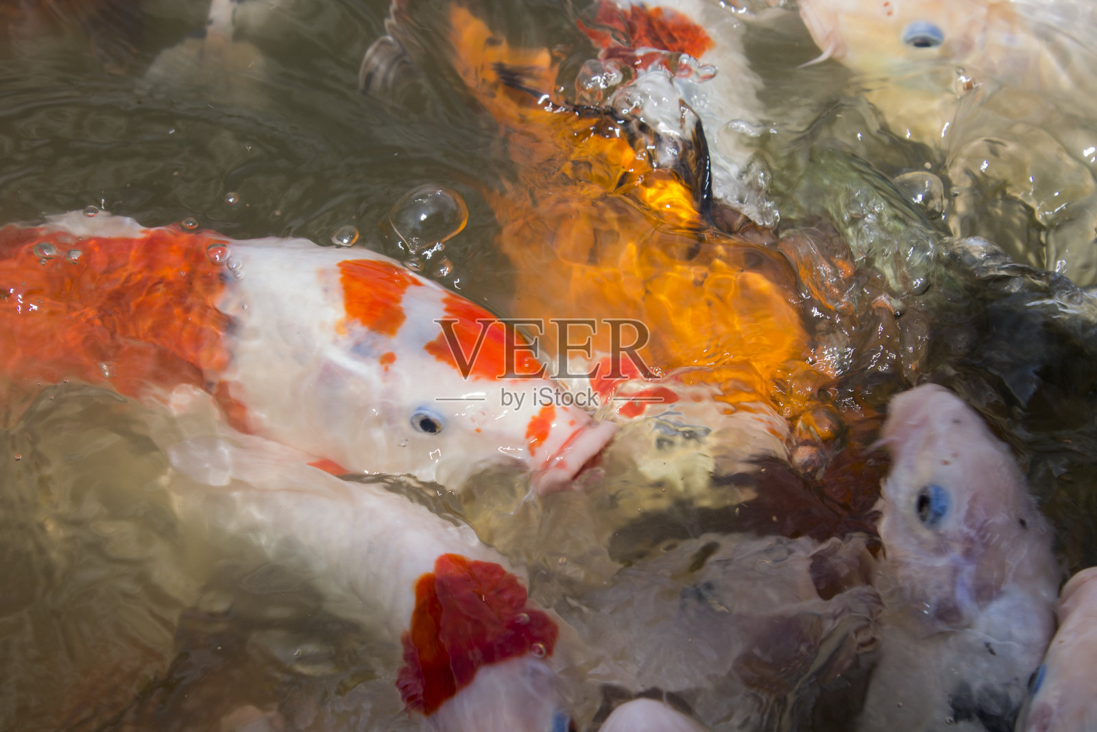 池塘里的金鱼照片摄影图片