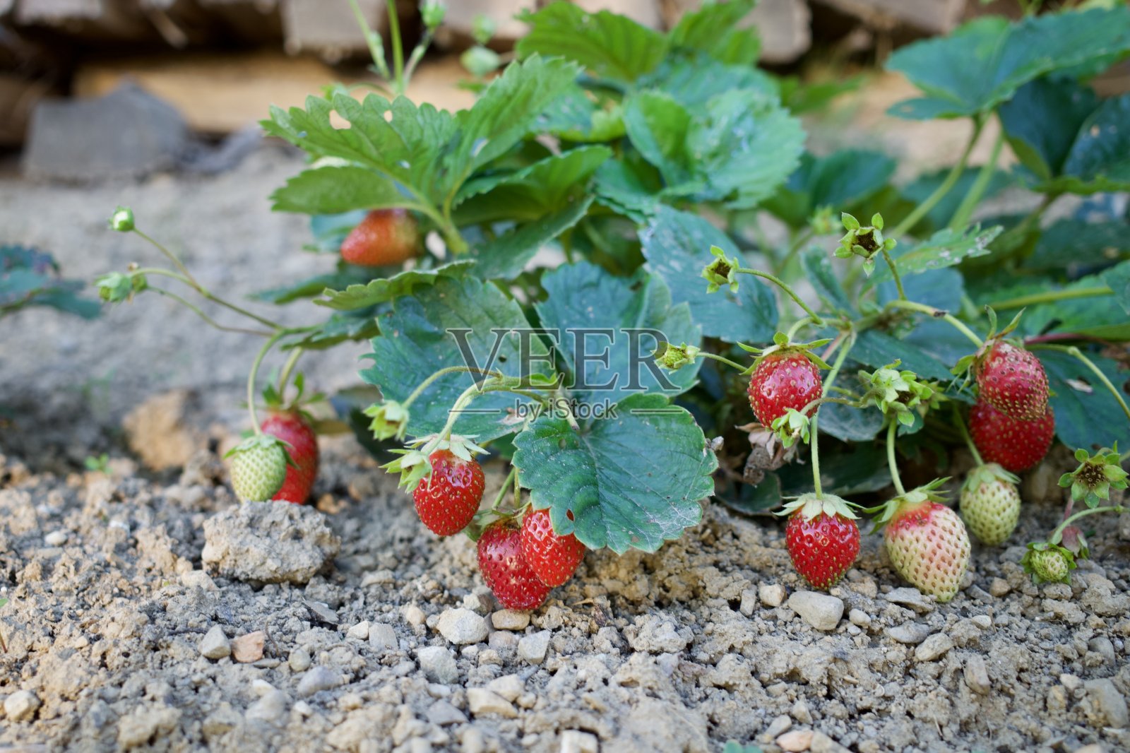 有机草莓照片摄影图片