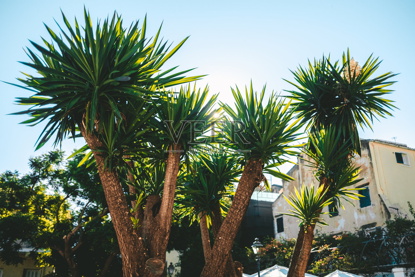 清晨的阳光照耀着棕榈树的绿枝。希腊古城的棕榈树。旅游,度假的概念。照片摄影图片