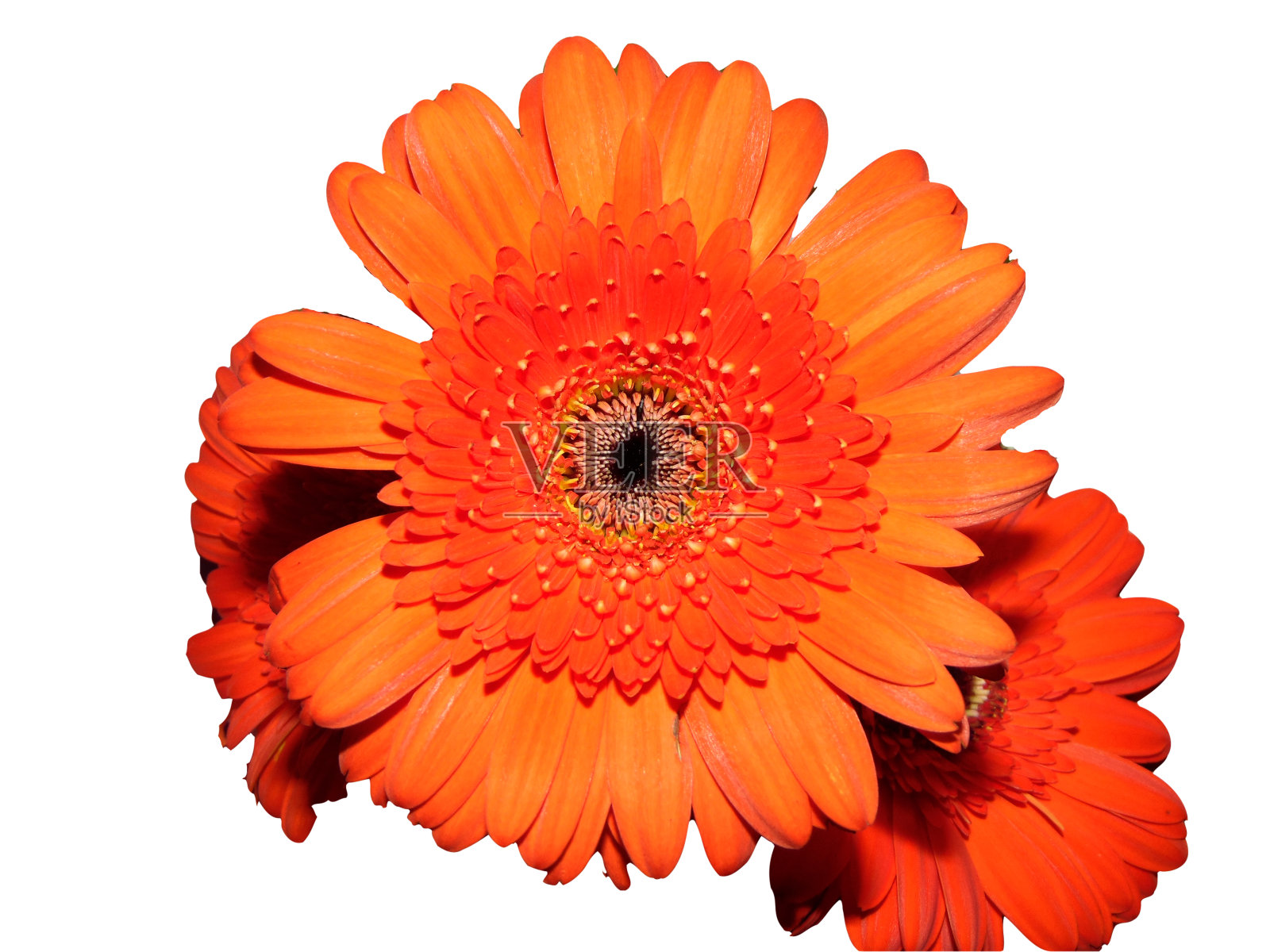 巴伯顿雏菊花束照片摄影图片