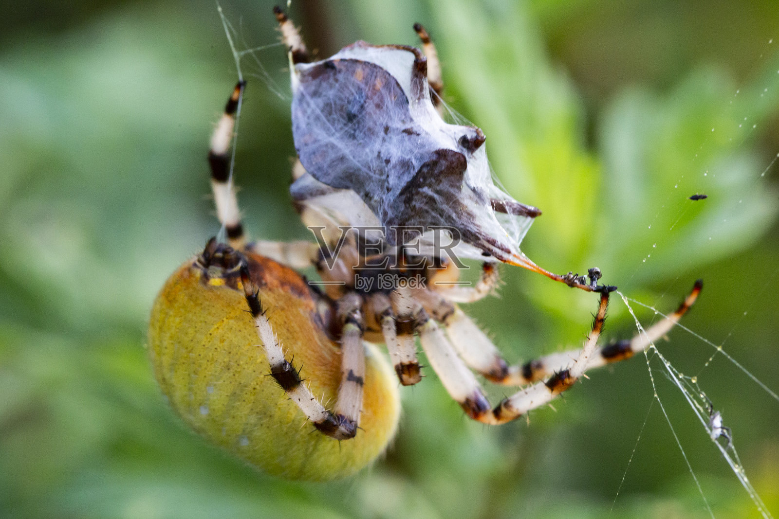 蜘蛛把猎物缠在网里,这样它就可以吃了照片摄影图片