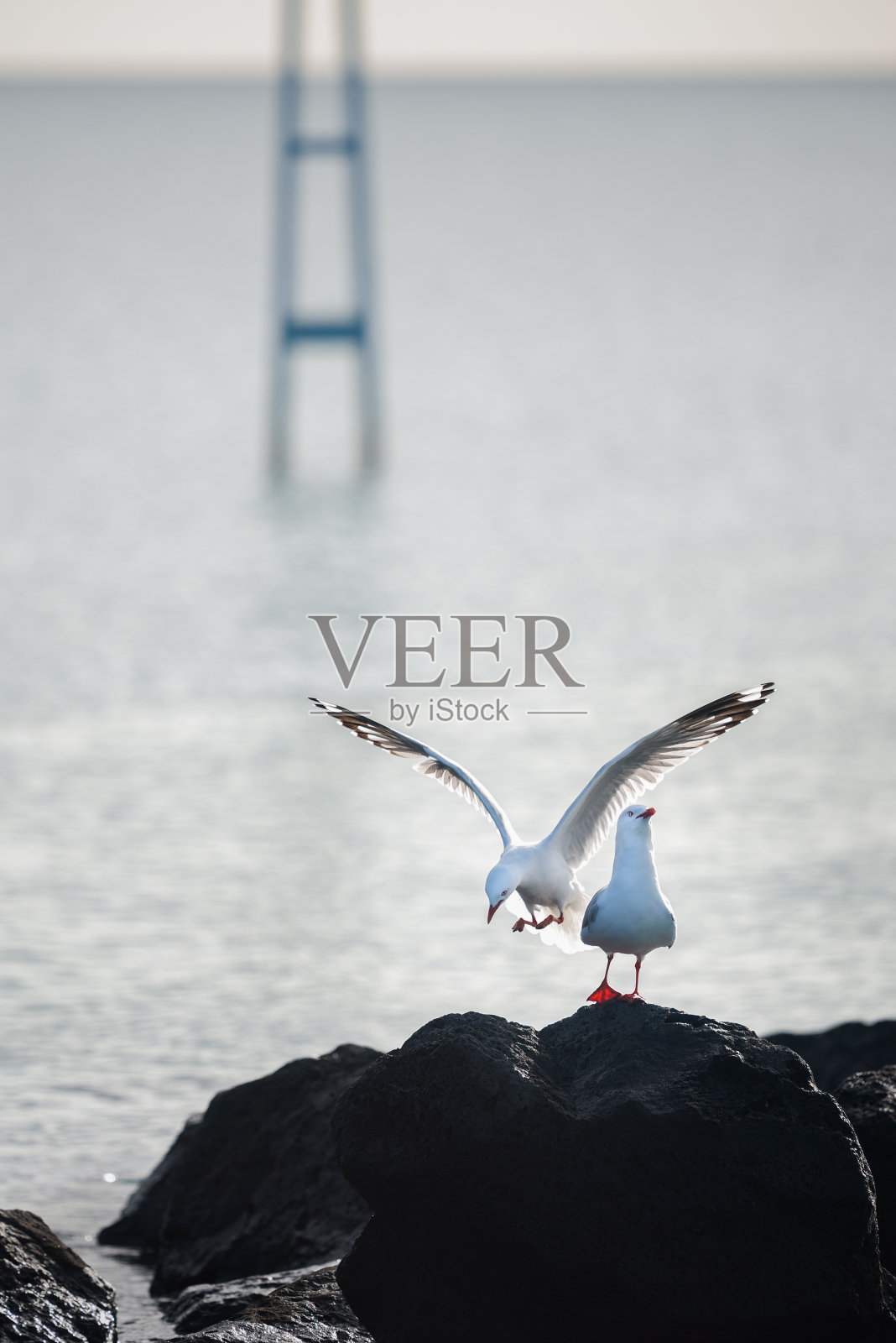 海鸥飞翔准备降落在岩石上。垂直格式。照片摄影图片