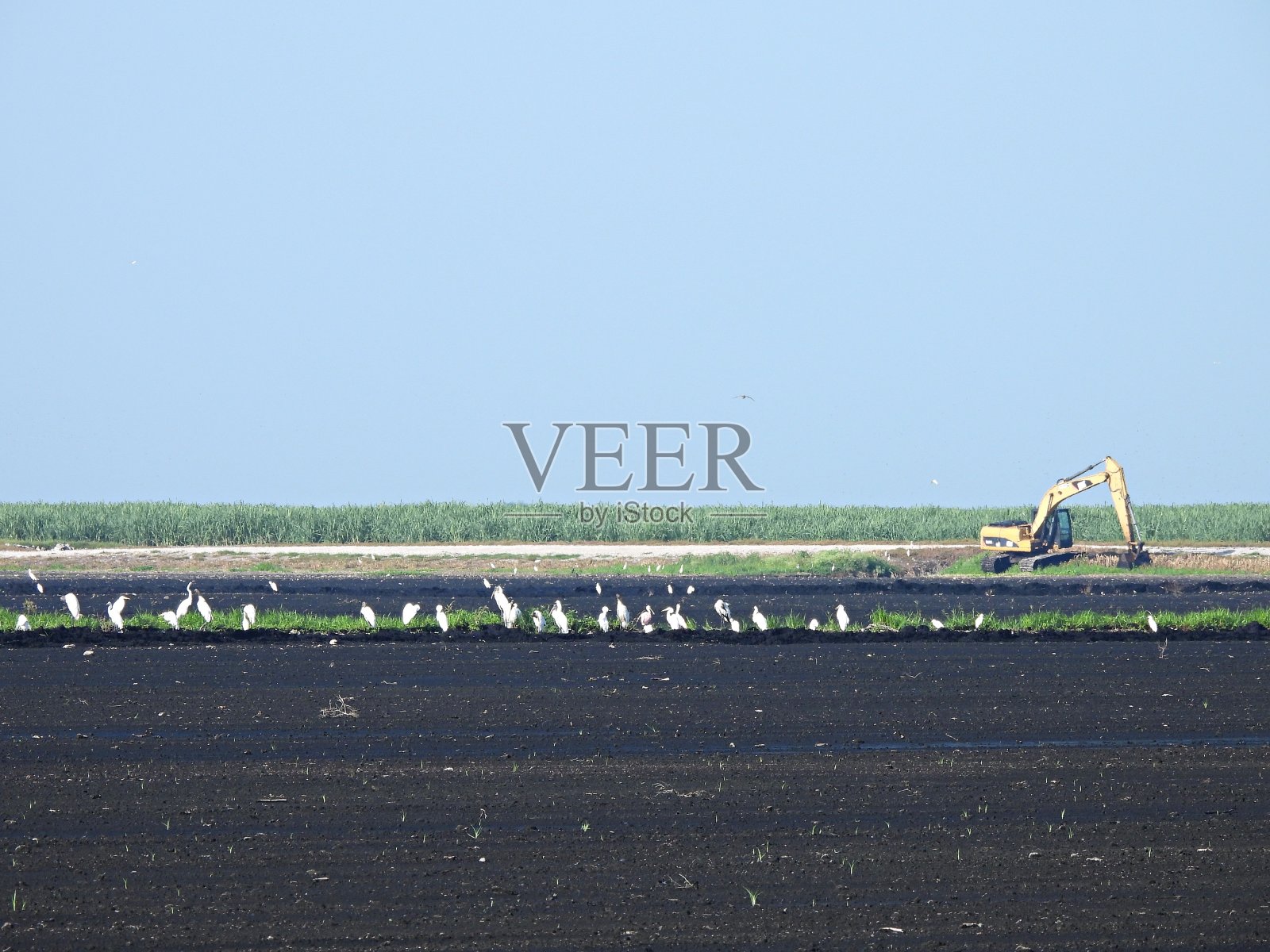 挖掘机在甘蔗农场与木鹳和白鹭在农田照片摄影图片