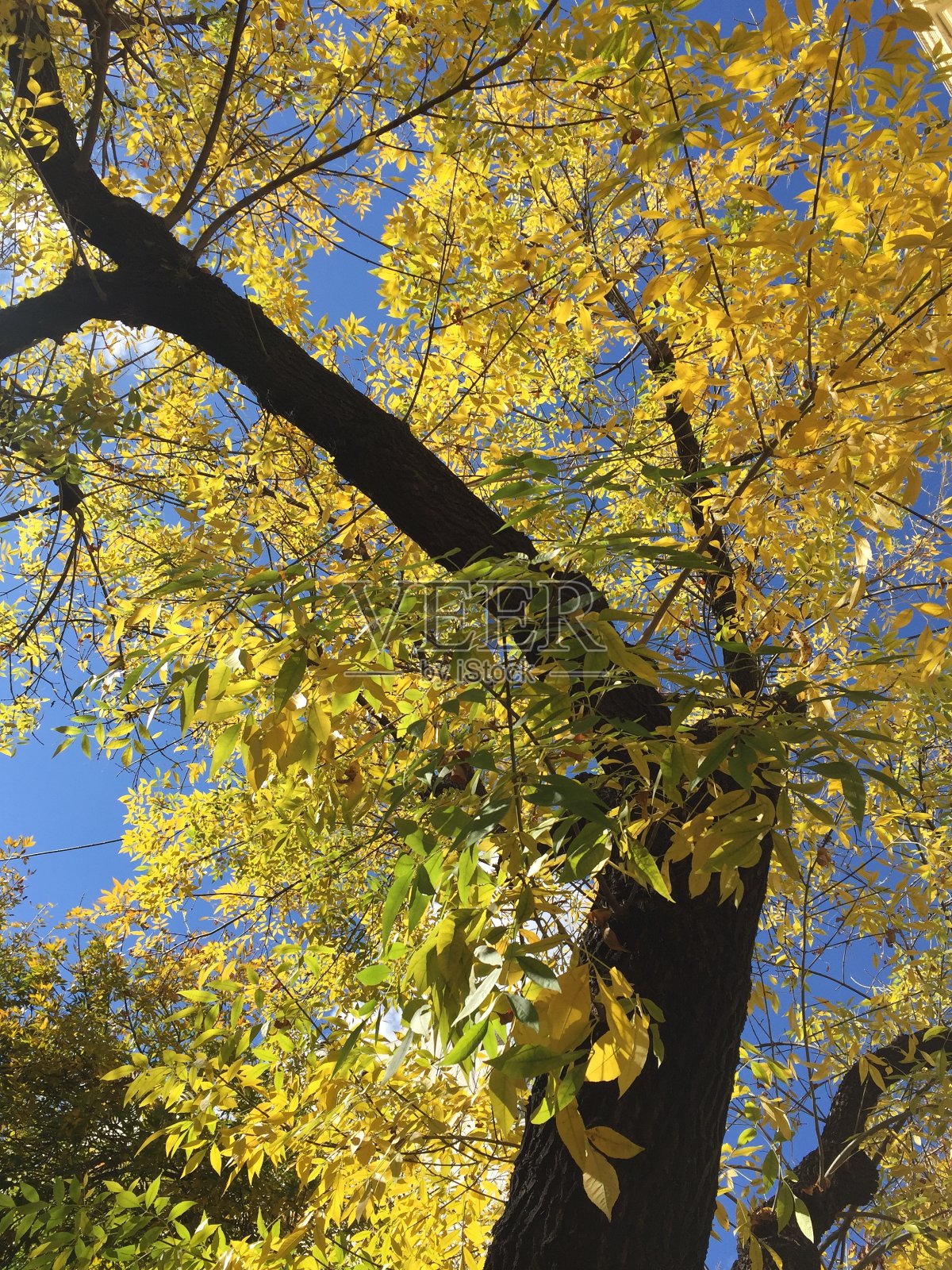 树上黄色的叶子照片摄影图片