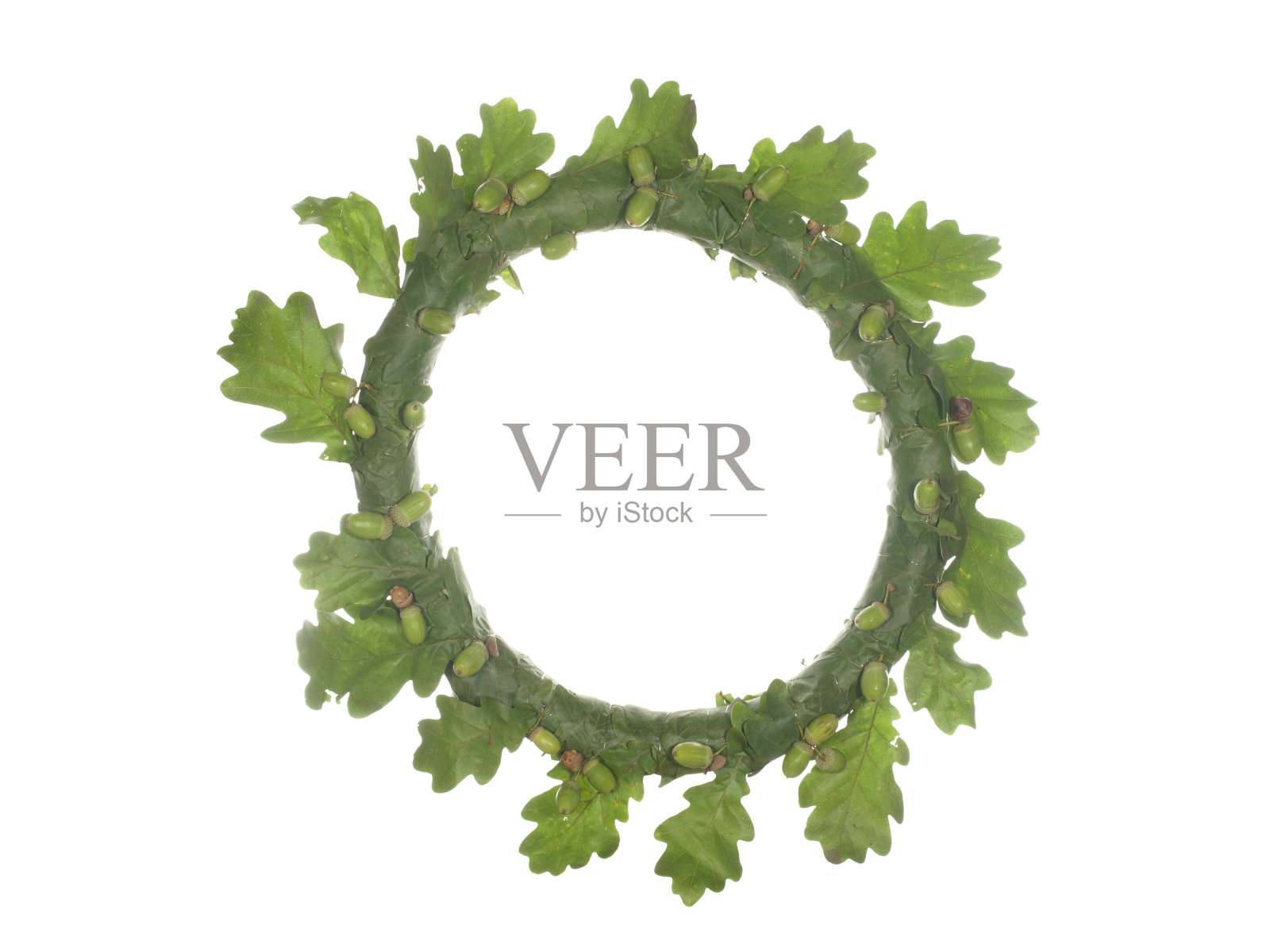 花环,框架由橡树叶子与橡子孤立在白色背景。照片摄影图片
