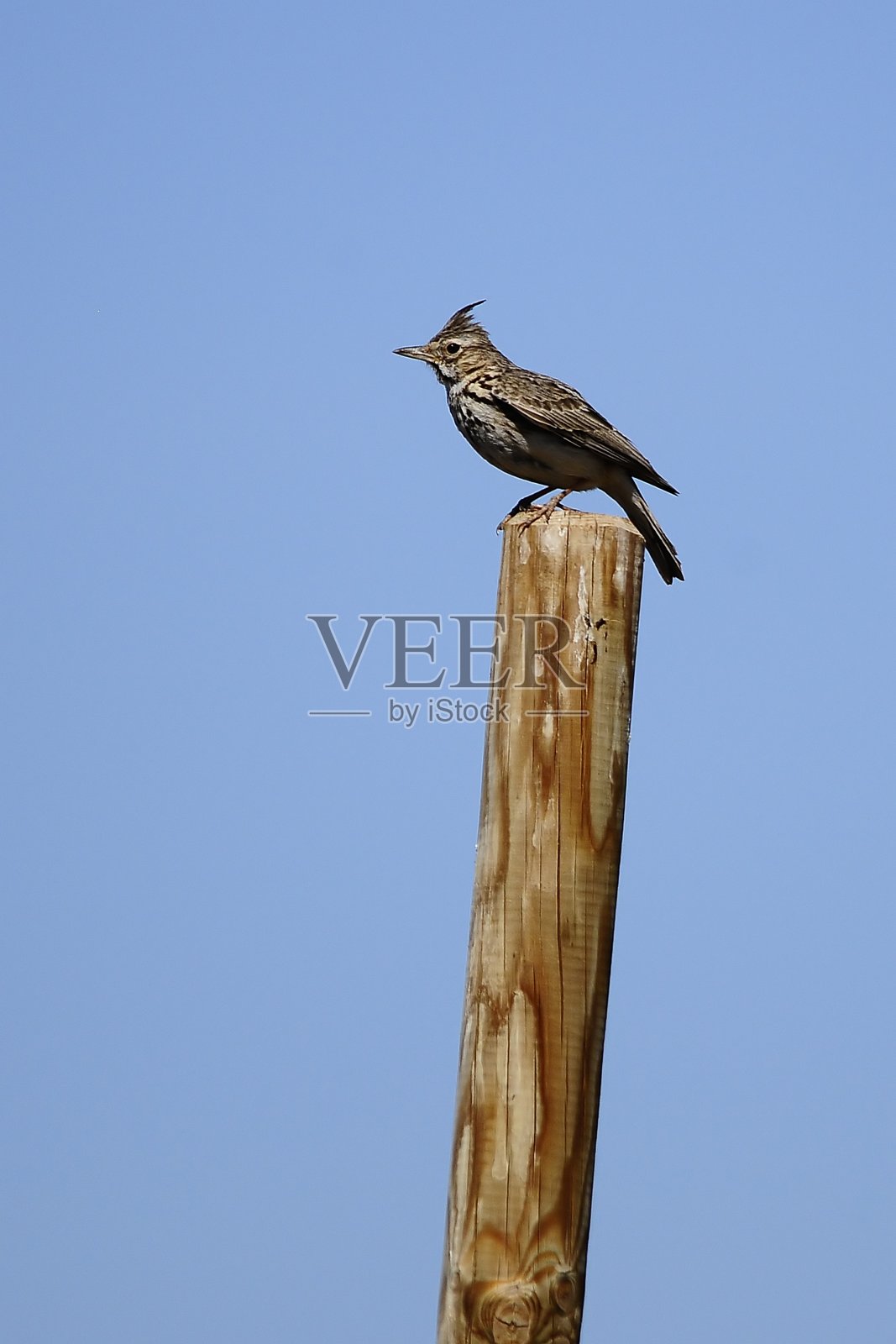 在自由和环境中的鸟儿。照片摄影图片