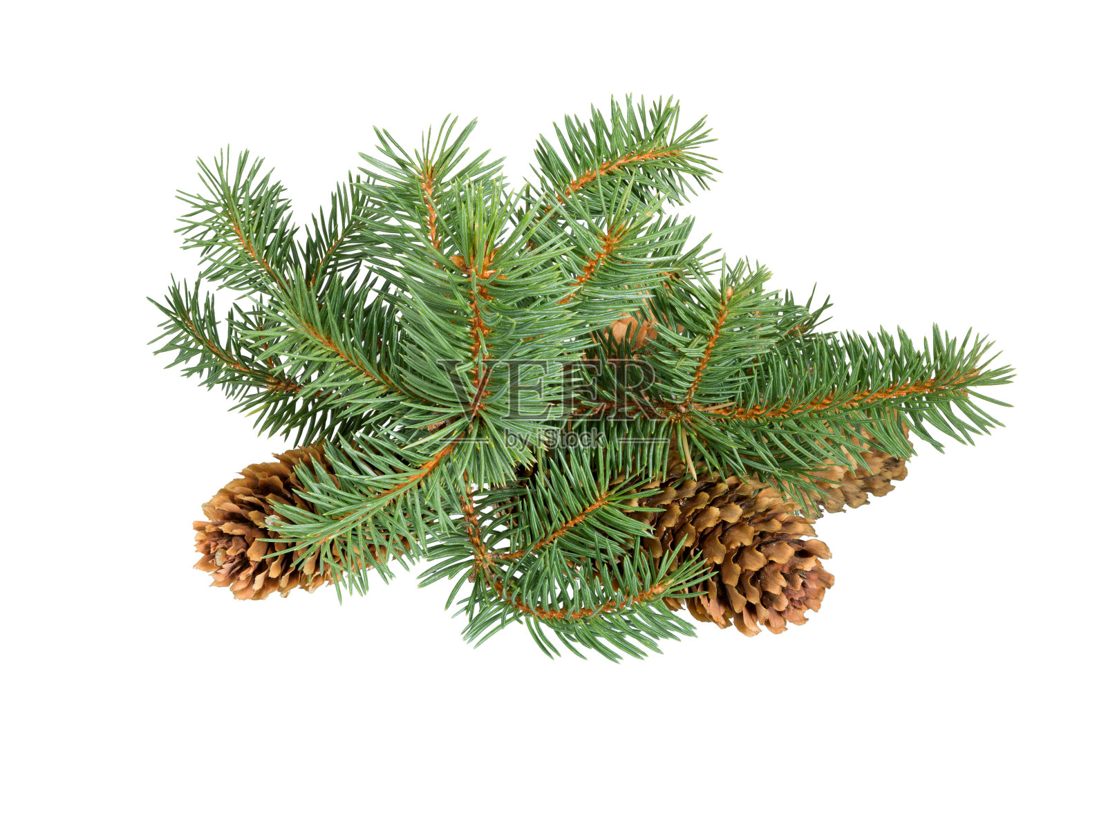 有球果的云杉树枝照片摄影图片