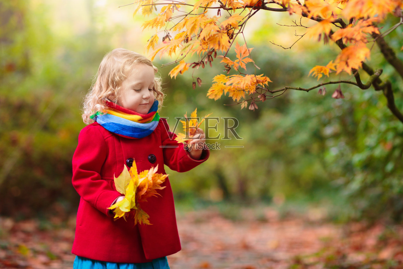 秋天公园里的小女孩。孩子在秋天的户外。照片摄影图片