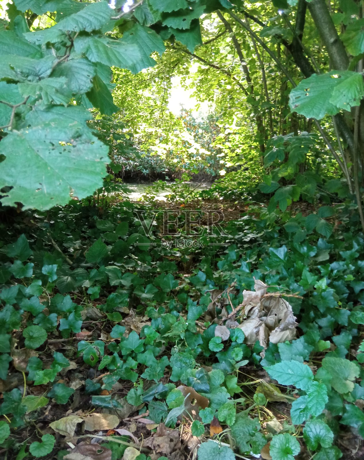 利泽勒堡照片摄影图片